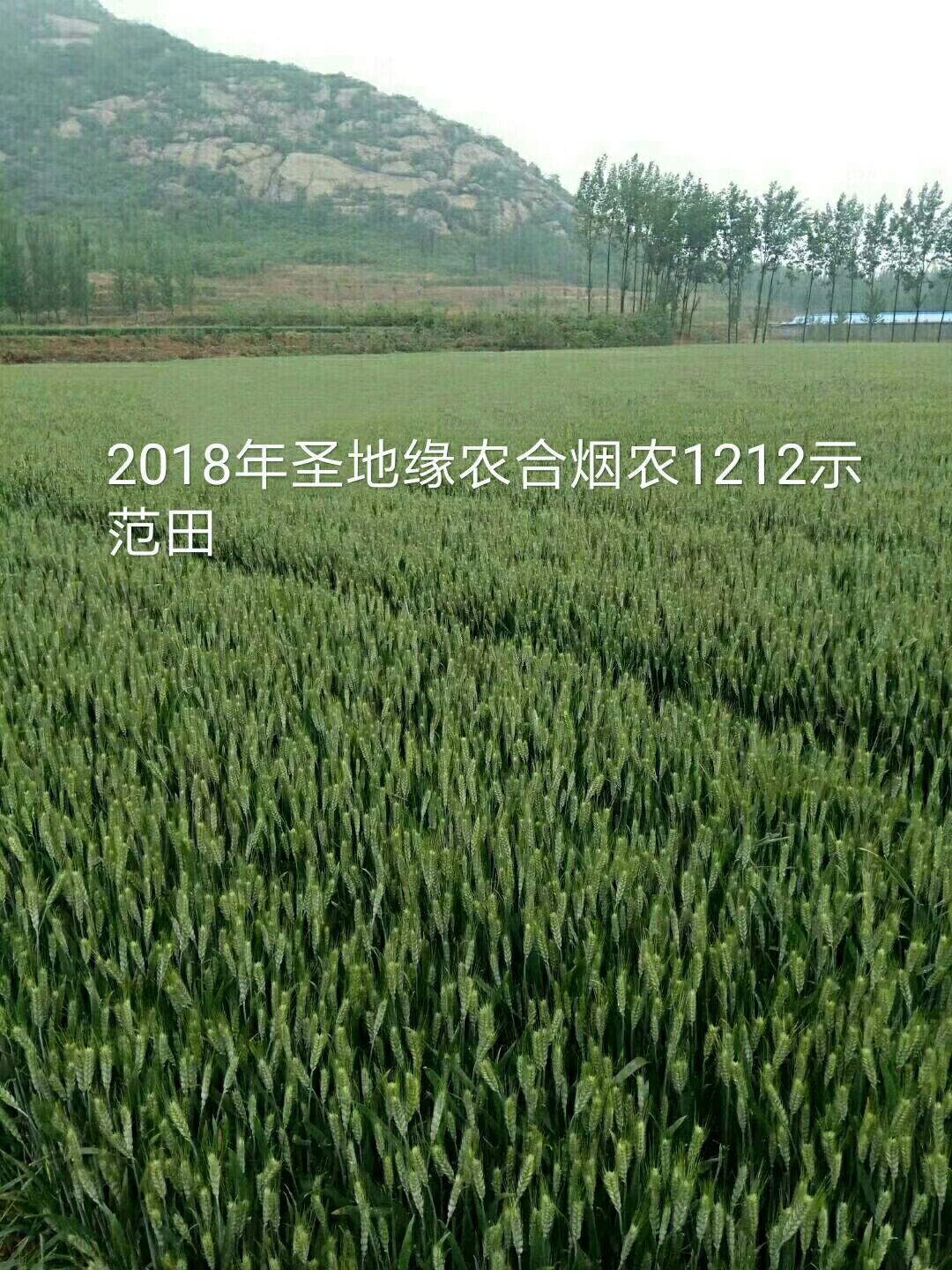 烟农1212小麦抗病,抗倒,抗冻,容重高,产量高,好卖粮!