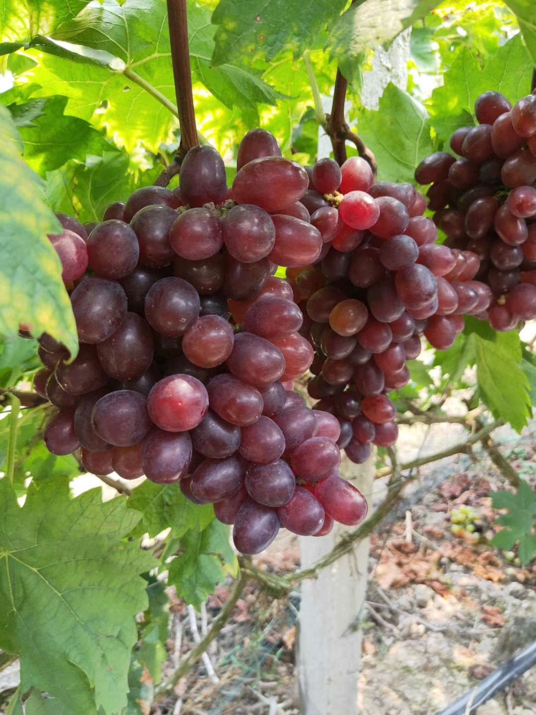 温克葡萄批发采购_温克葡萄供应_温克葡萄价