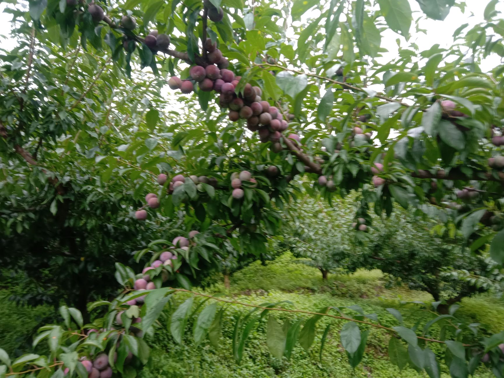 脆红李 口味巴适果子大个,绿色果园,请大家欢迎订购