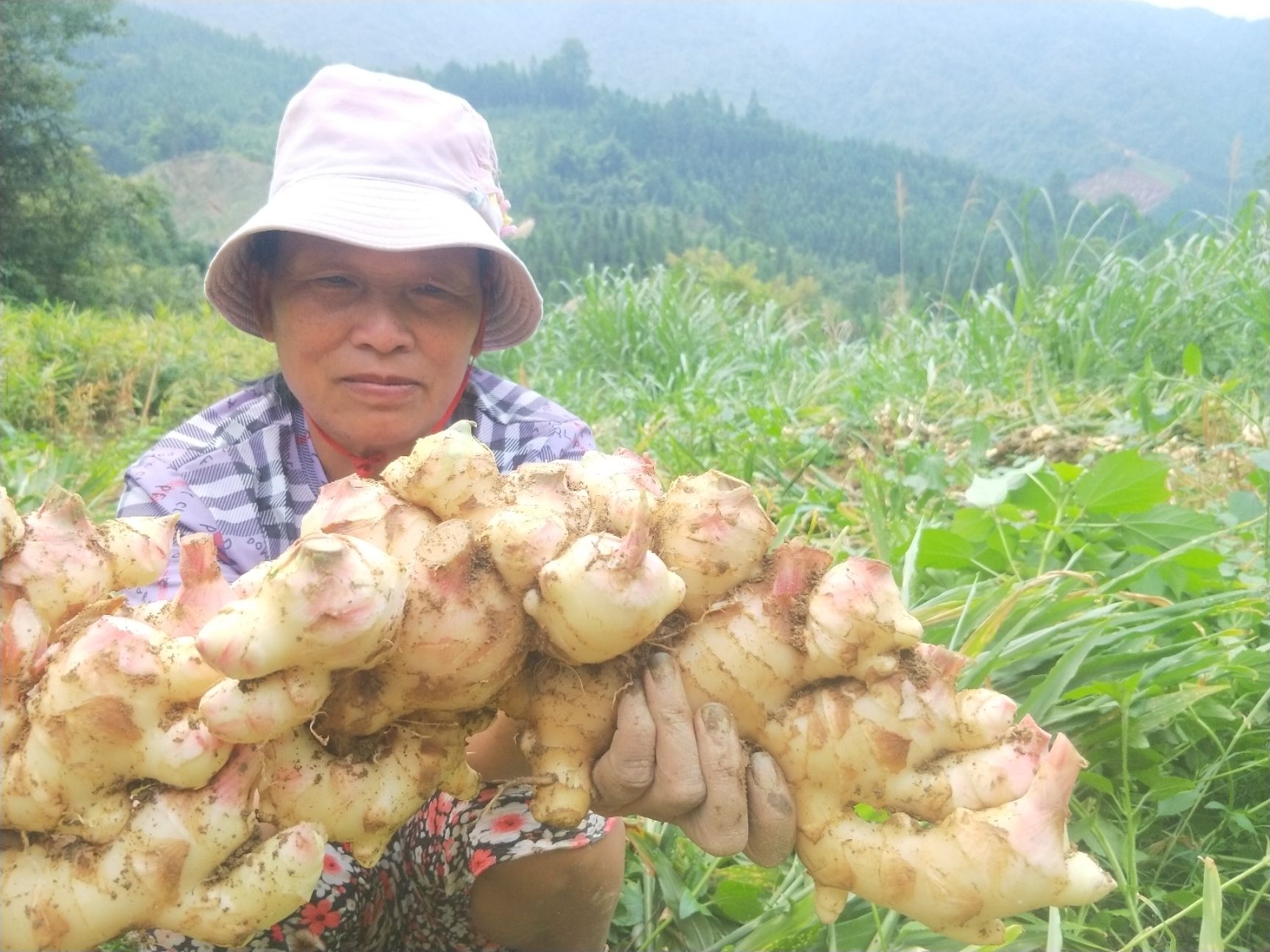 广西贺州大肉姜 生姜 广东本地姜 仔姜 老姜 月子姜 肉姜