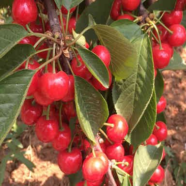 拉宾斯樱桃苗 樱桃树苗基地直销 量大优惠