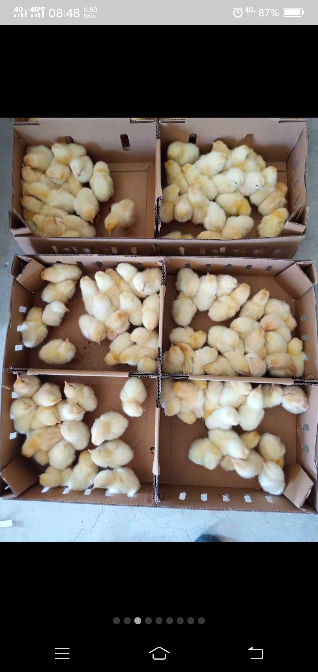 817白羽肉鸡苗咸阳市最大孵化厂全国送货包成活率,从业二十年