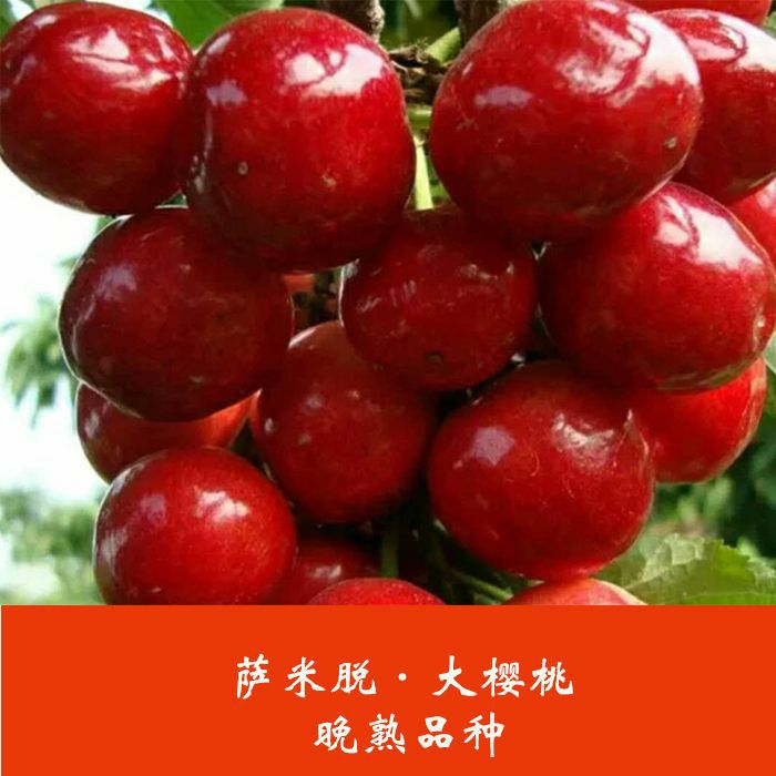 红南阳樱桃苗 红南阳大樱桃种苗,樱桃盆栽苗南北方种植新品种果树苗