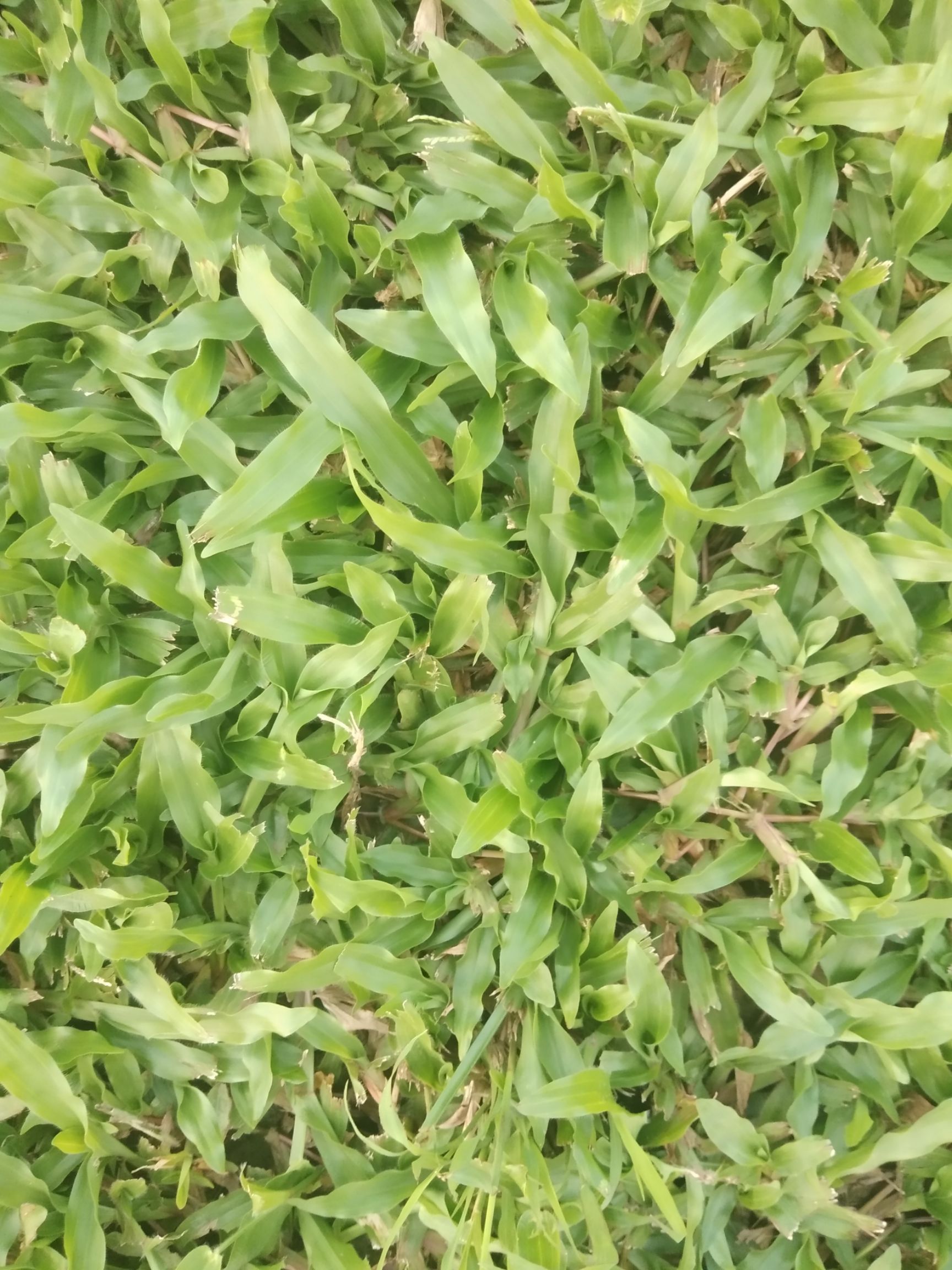 [大叶油草批发] 精品大叶油草价格2元/捆 - 惠农网