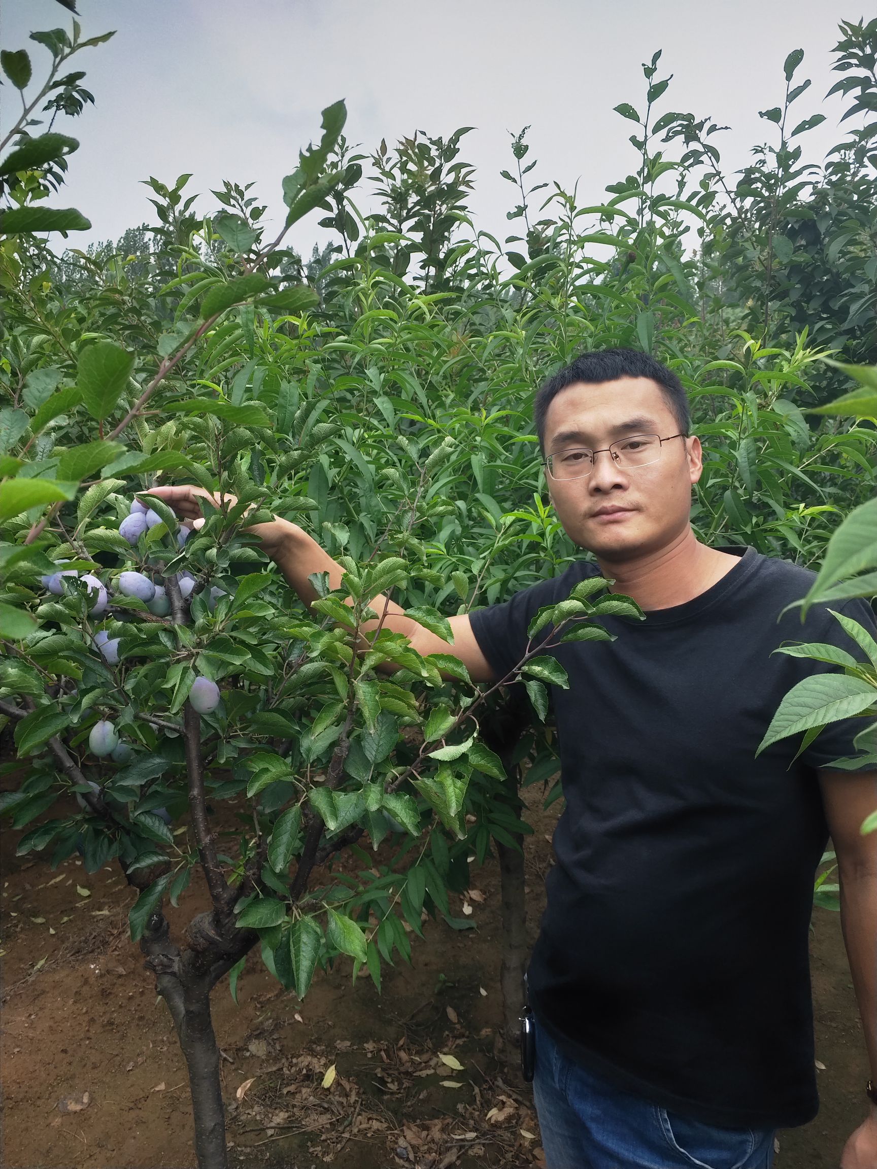 西梅李子树苗基地直销,保湿发货送种植技术