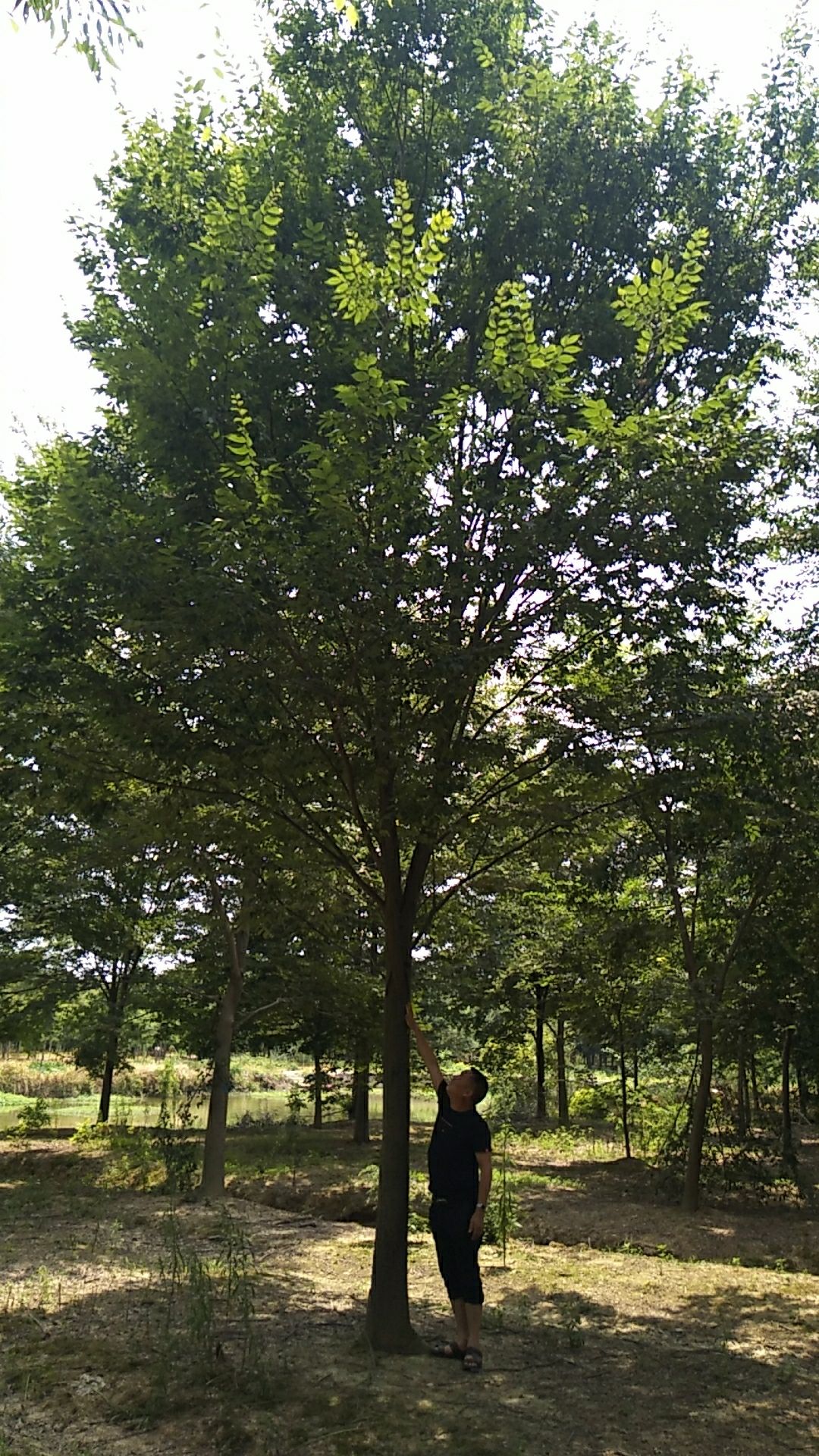 精品榉树12至25公分规格齐全,树形优美