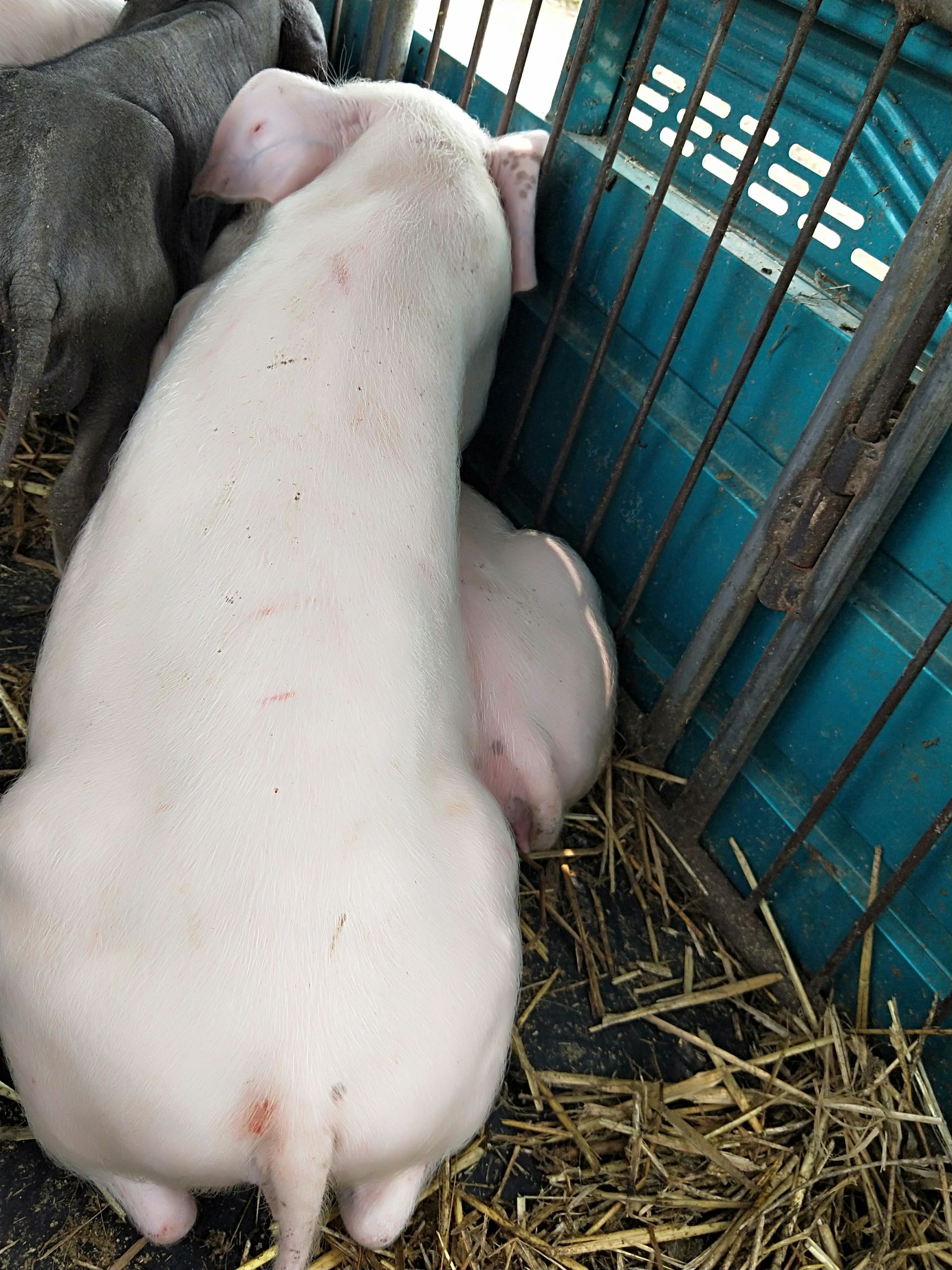 二元母猪优质后备母猪