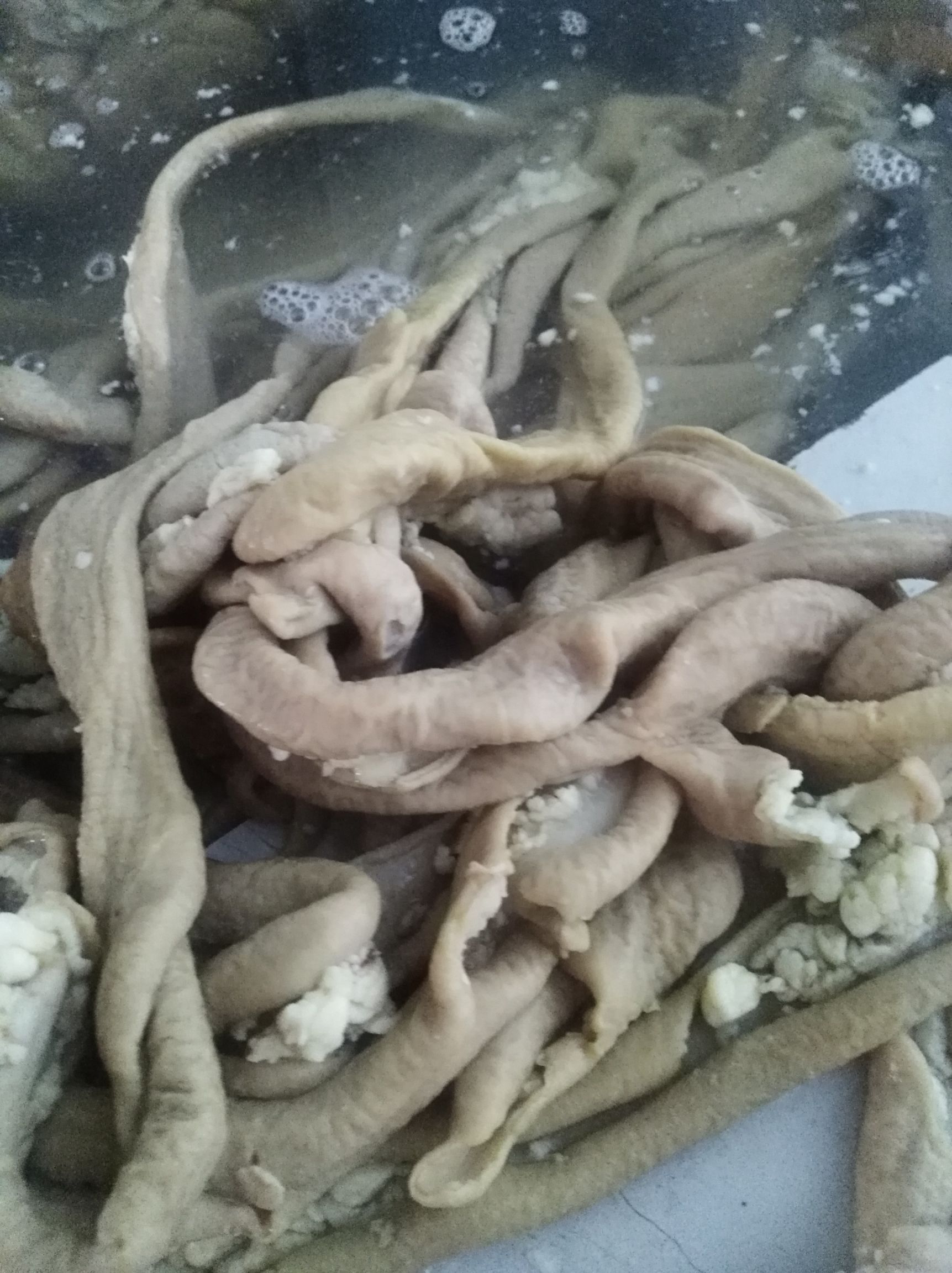 牛肠 牛散带