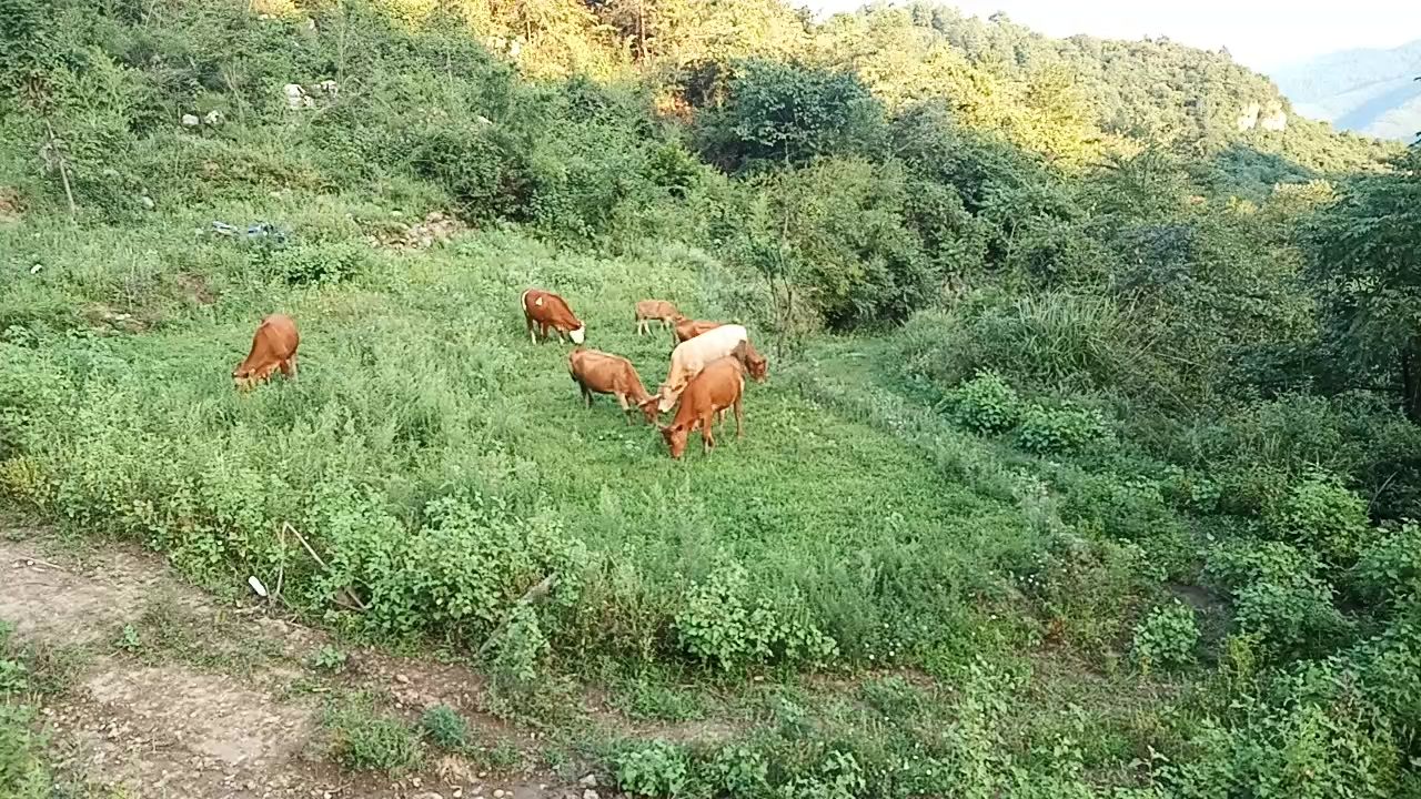 贵州遵义播州区 贵州本地土黄牛