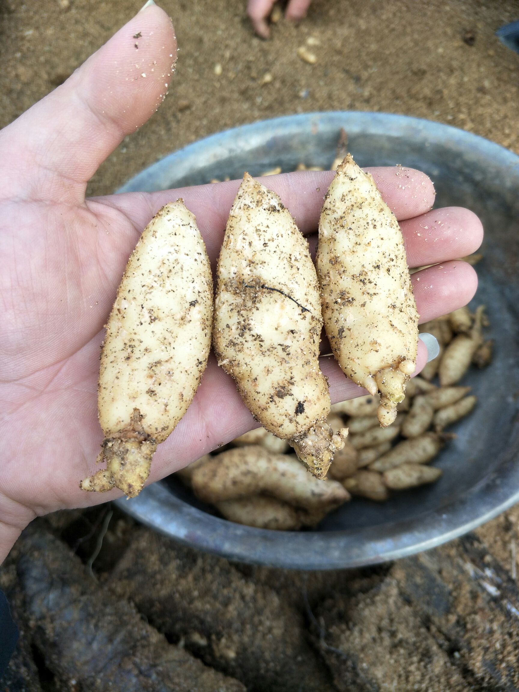 天麻种子 天麻0代种 乌红天麻0代种 免费天麻种植技术