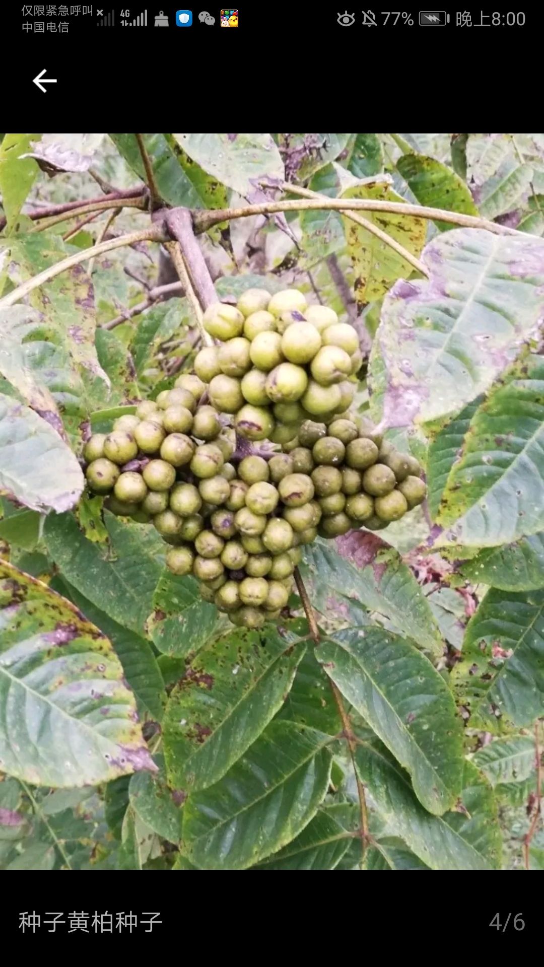 黄柏种苗 黄柏种子,鲜果,量大从优.