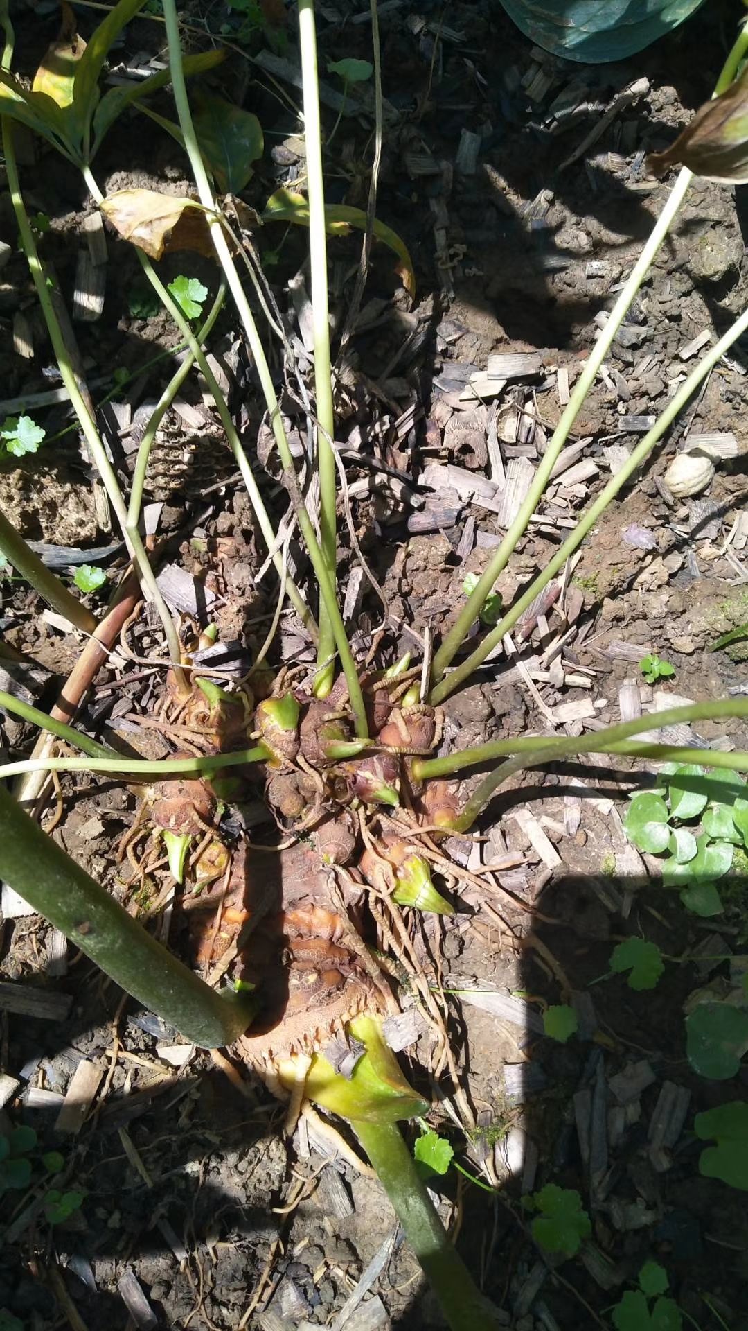 峨眉山多芽重楼,易栽种,好管理