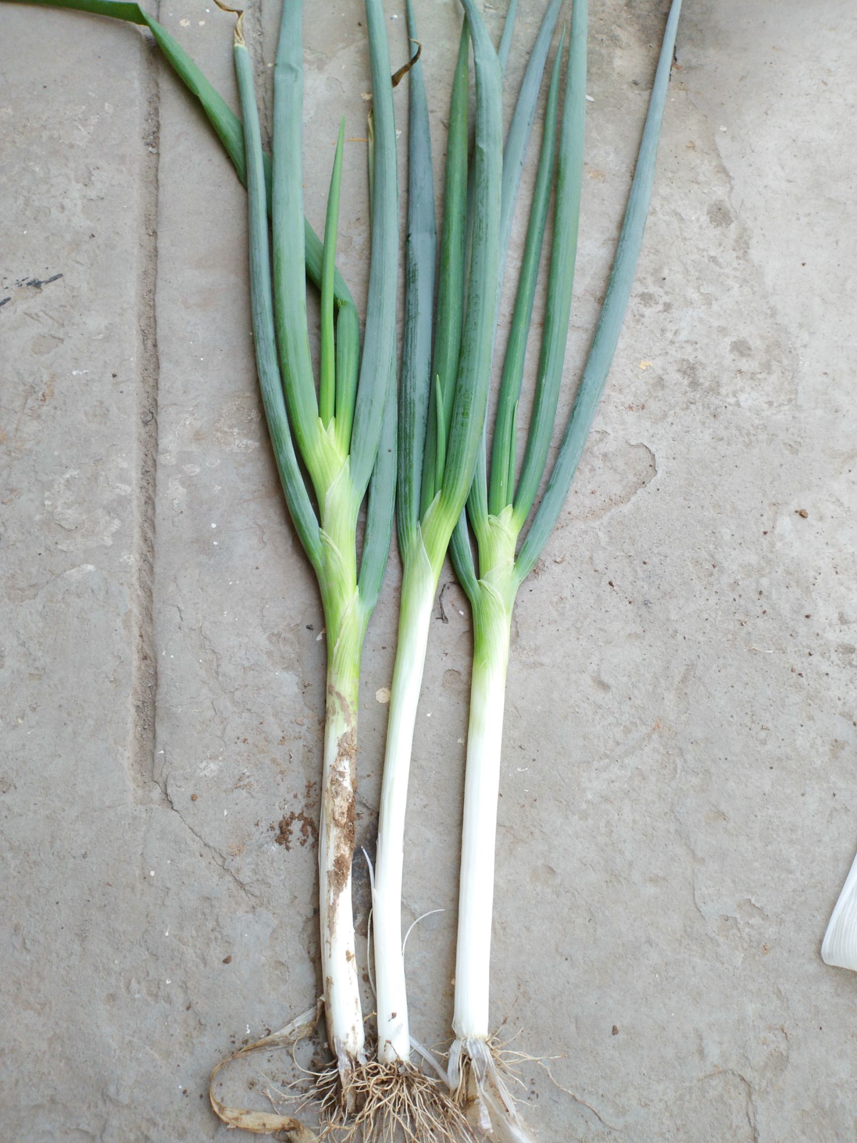旱地大葱 30~50cm 毛葱
