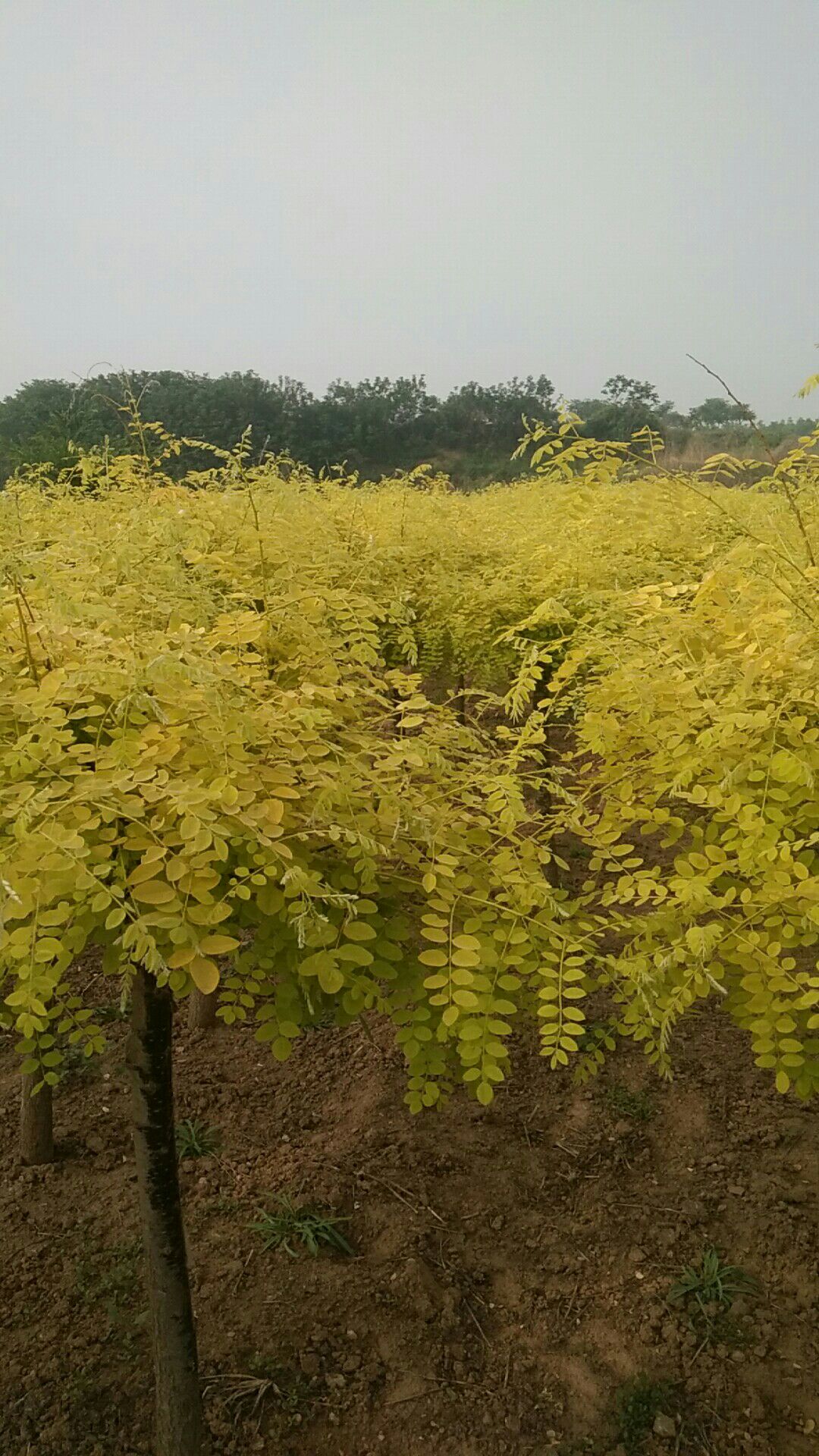 各种占地果木树,各种绿化苗木,保证质量,无病虫害