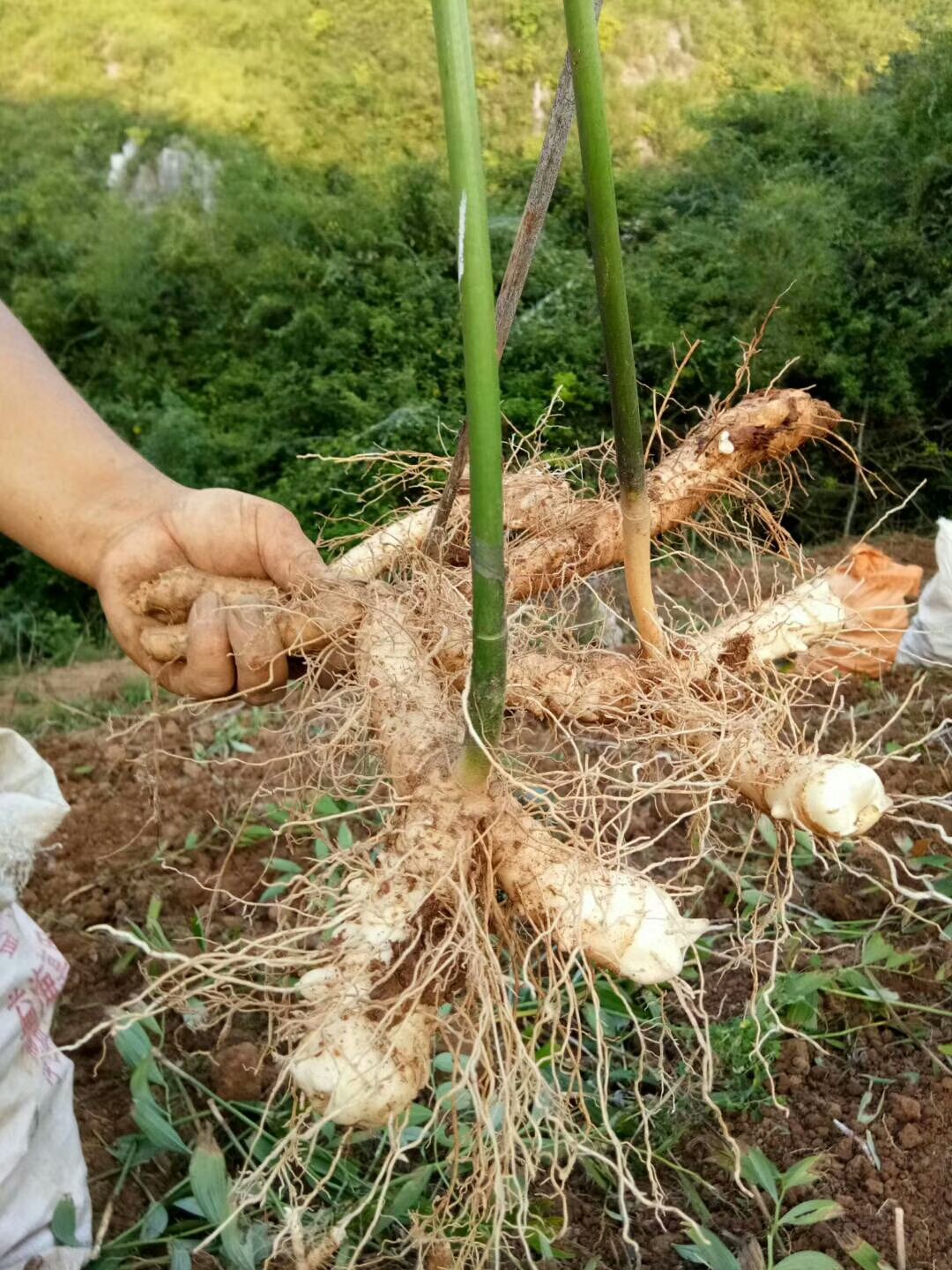 湖南省郴州市桂阳县 湘玉竹新鲜条