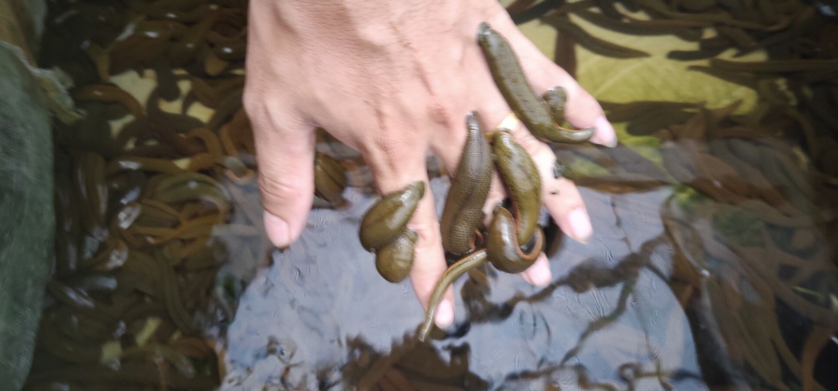 广东中山中山市 菲牛蛭水蛭蚂蟥水蛭蚂蟥水蛭