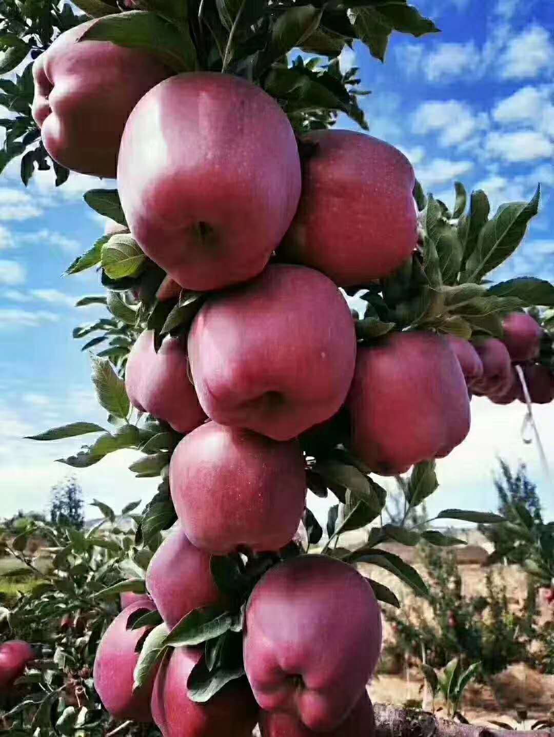 农家果园果型多样来着花牛苹果原产地甘肃天水,批发零售量大从
