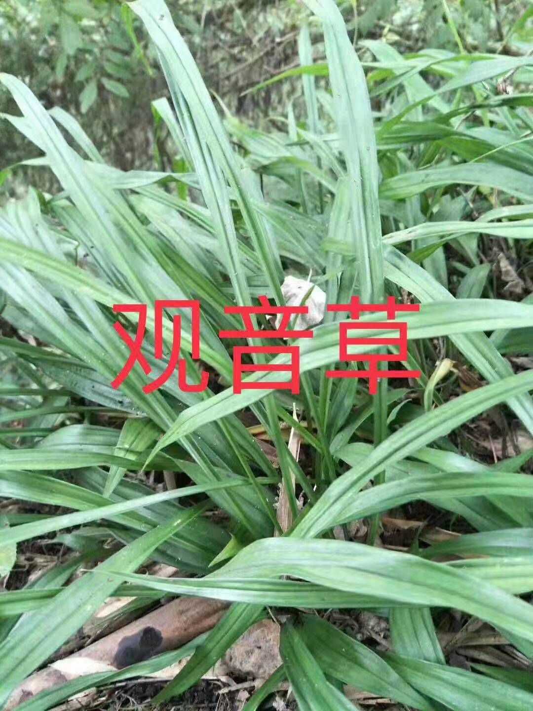 观音草 