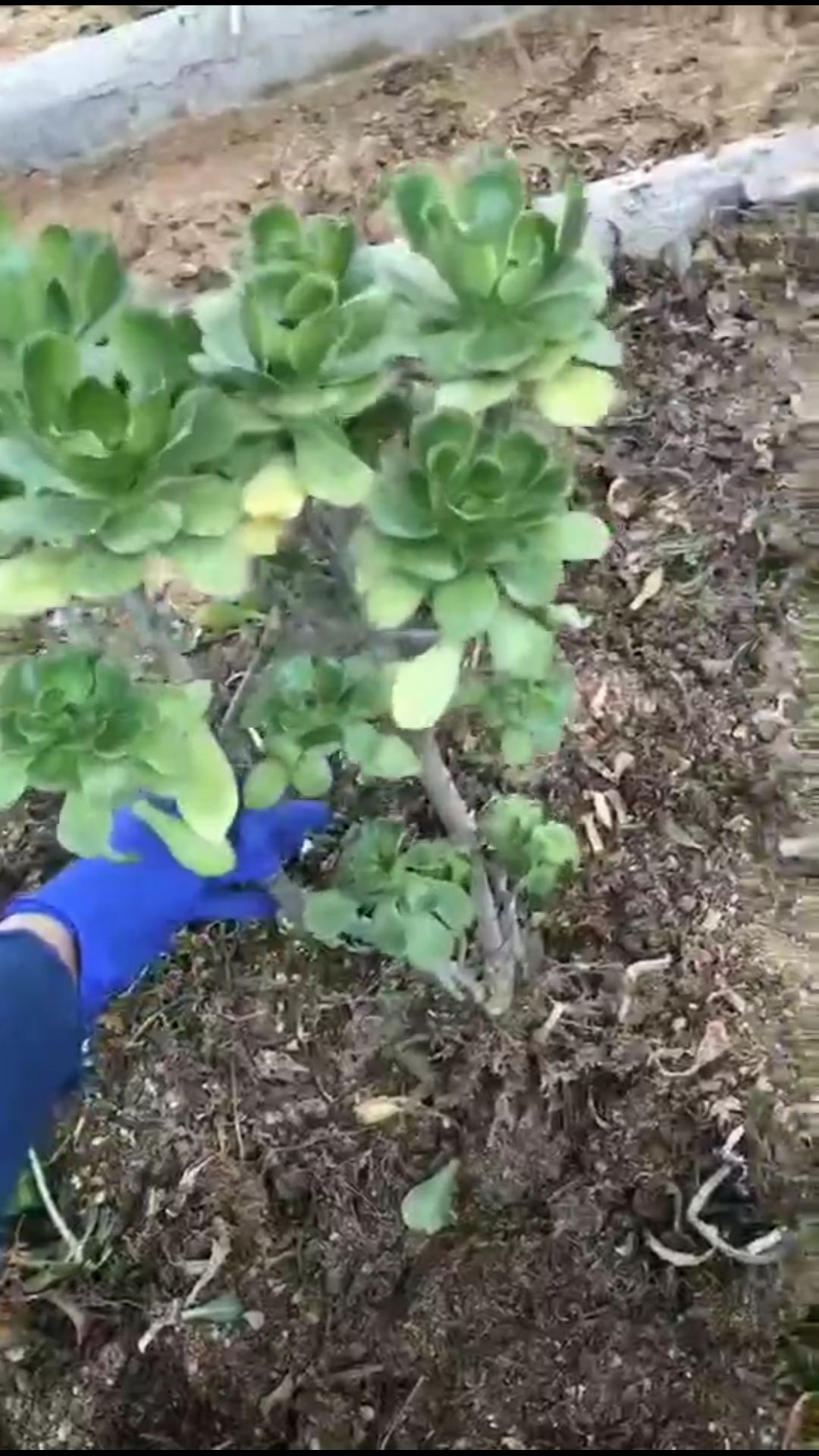 多肉法师 燕姿出状态好美 58