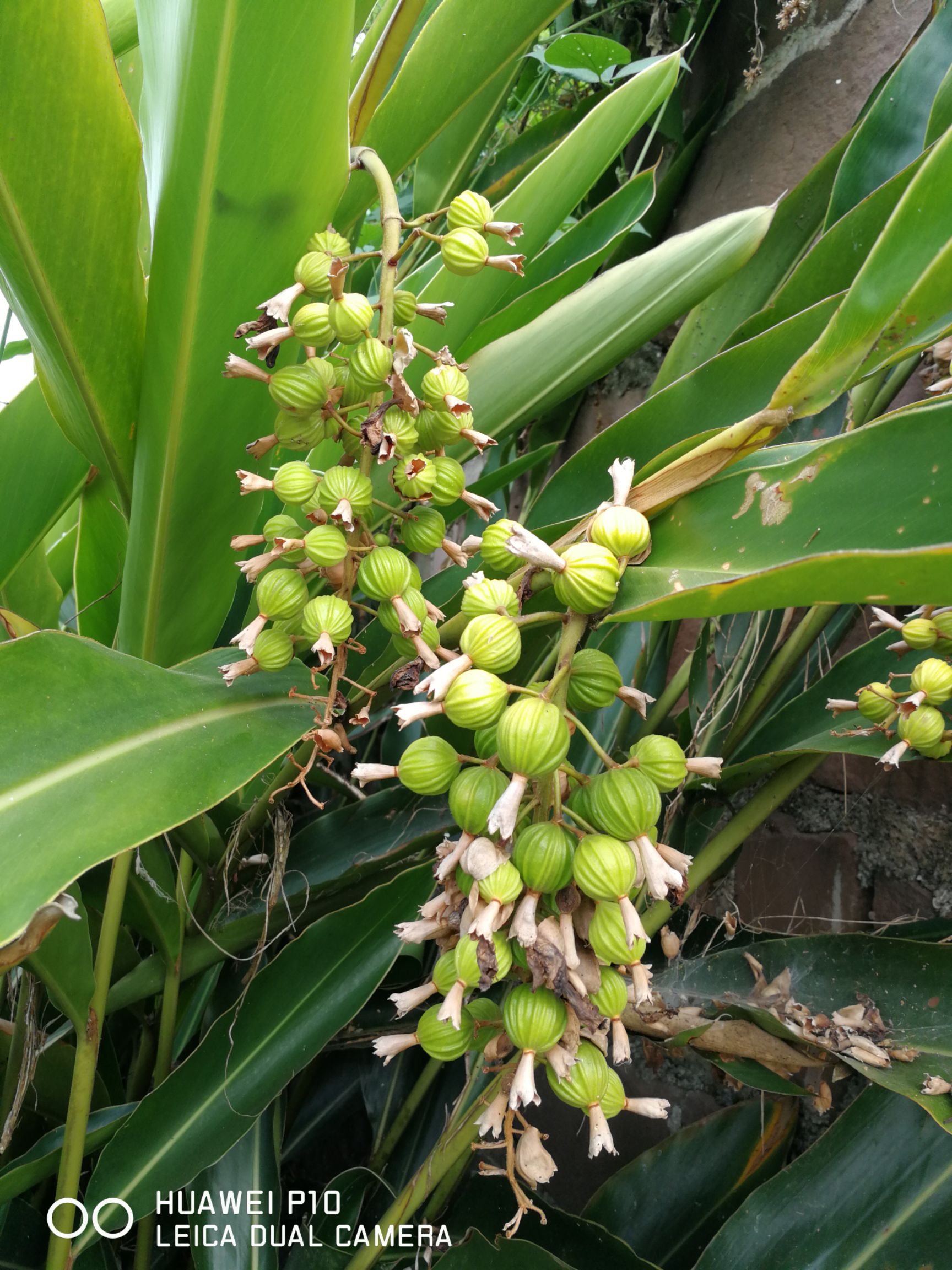 香砂仁 砂芸森(香砂二)