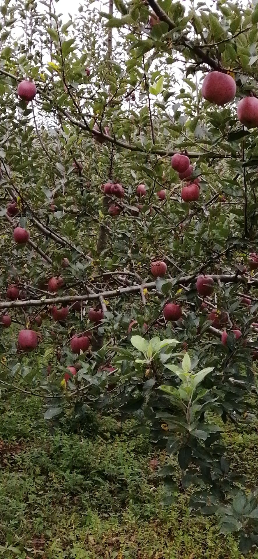 无拉长剂高山花牛苹果地头直供