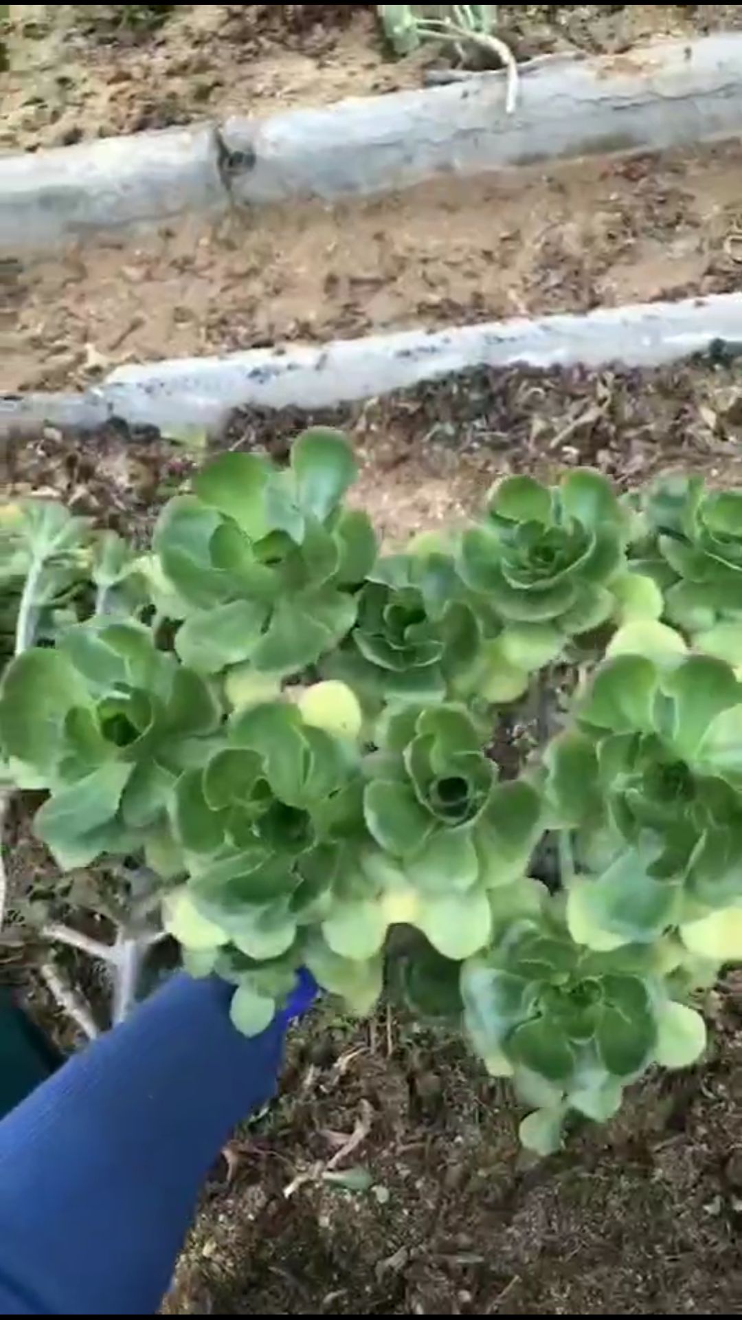 多肉法师 燕姿出状态好美 58