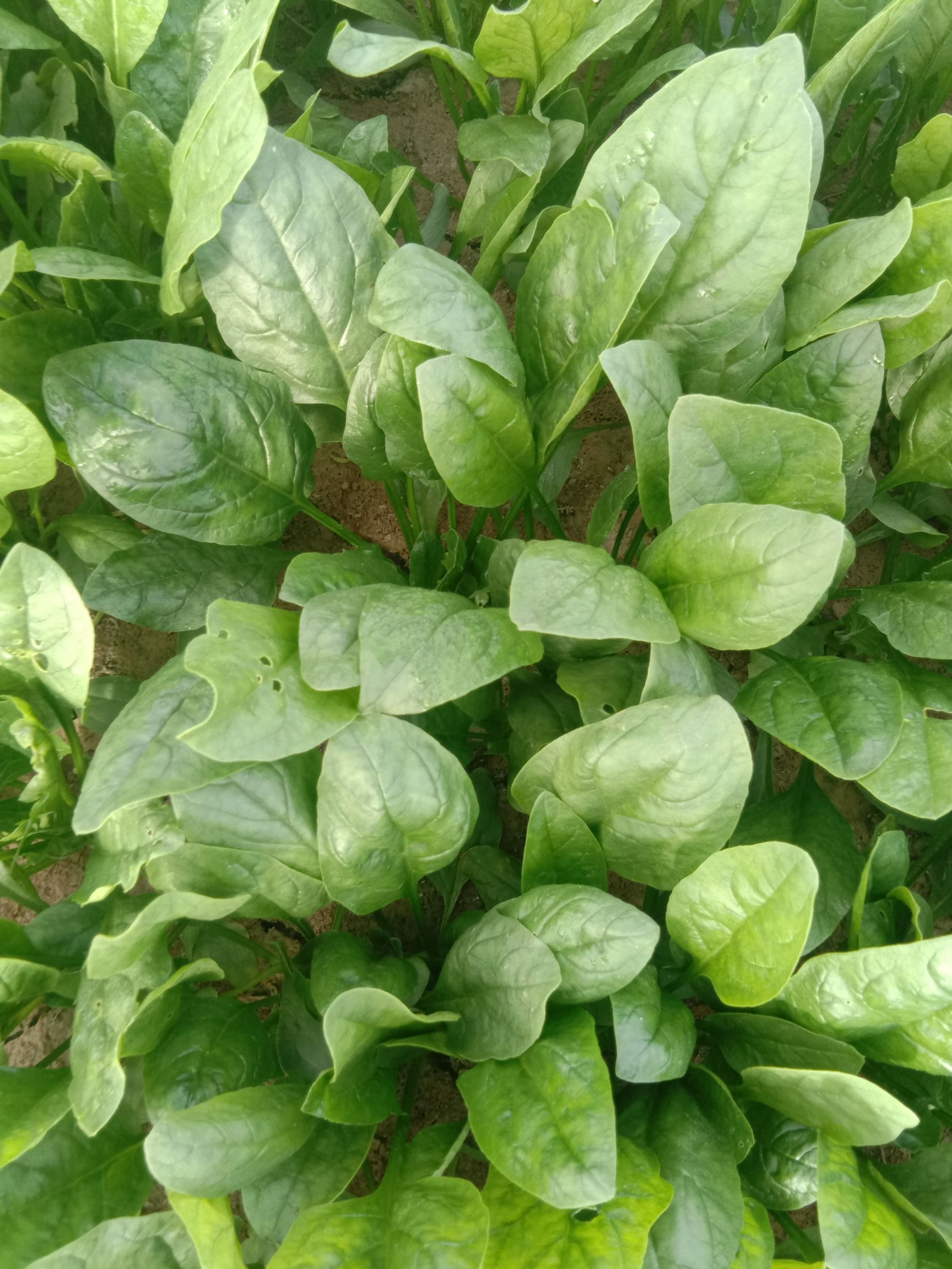 圆叶菠菜 大量波菜上市,叶菜.