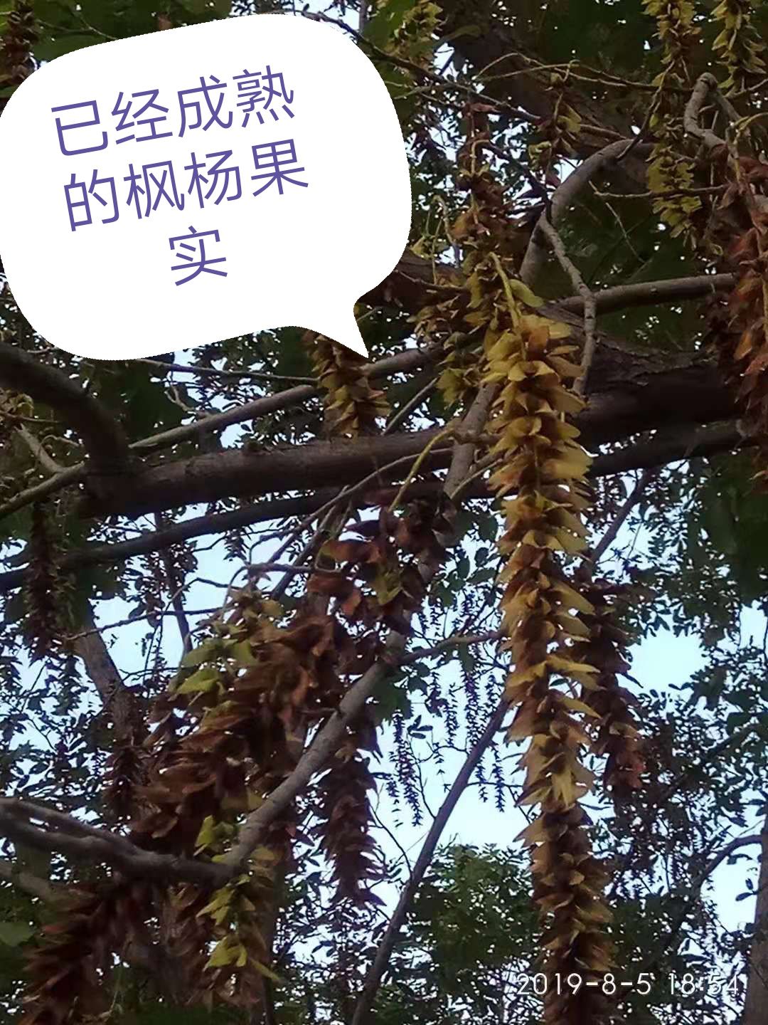 枫杨树 好种子20斤起批 每斤14