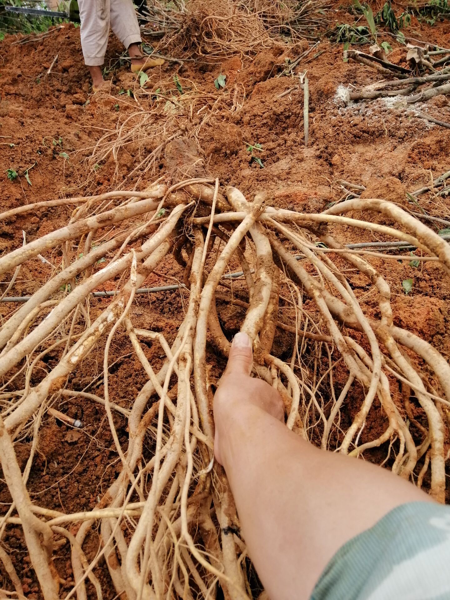 优质露天五指毛桃苗大量批发