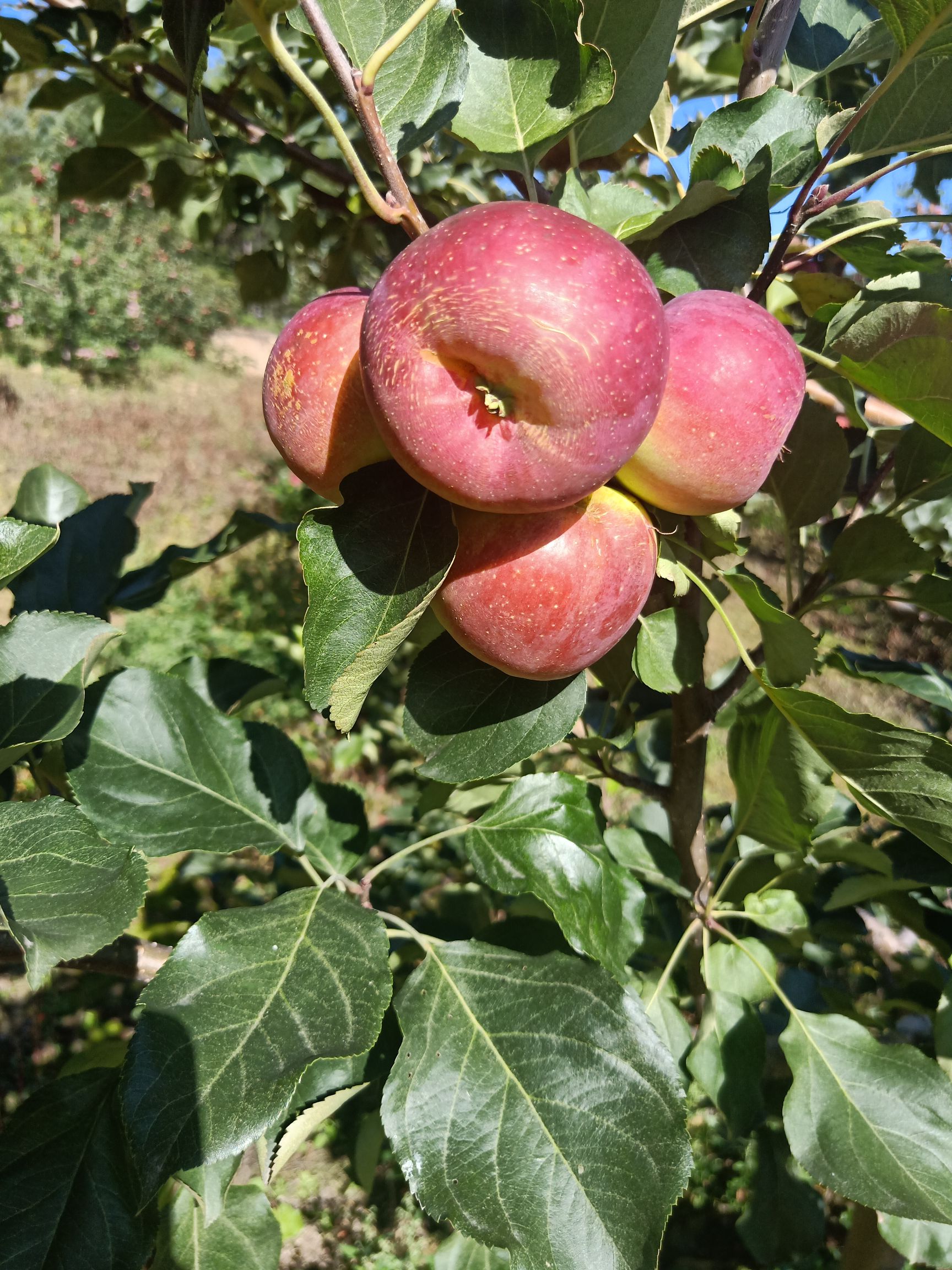 龙丰苹果60mm以下片红光果