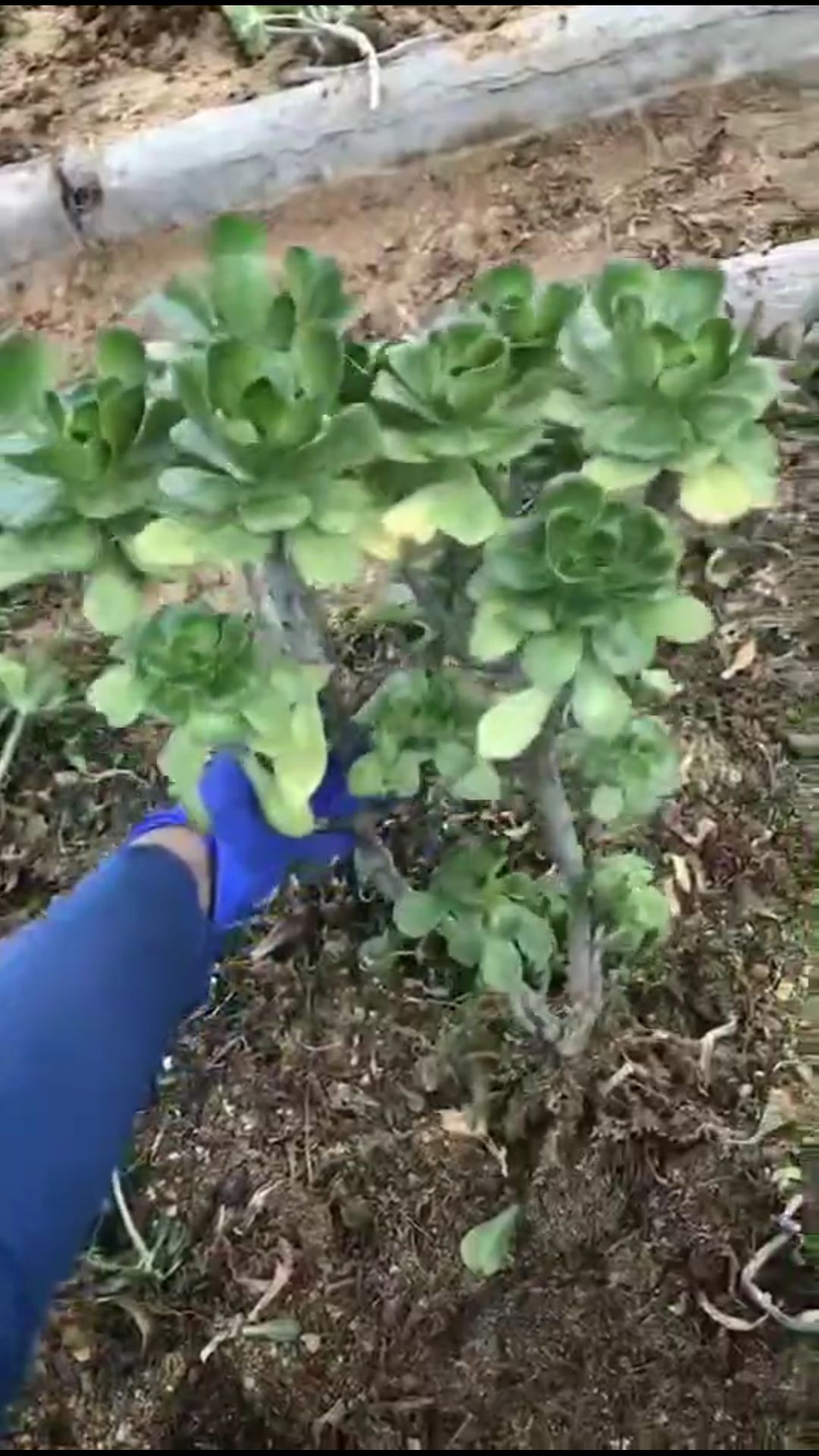 多肉法师 燕姿出状态好美 58