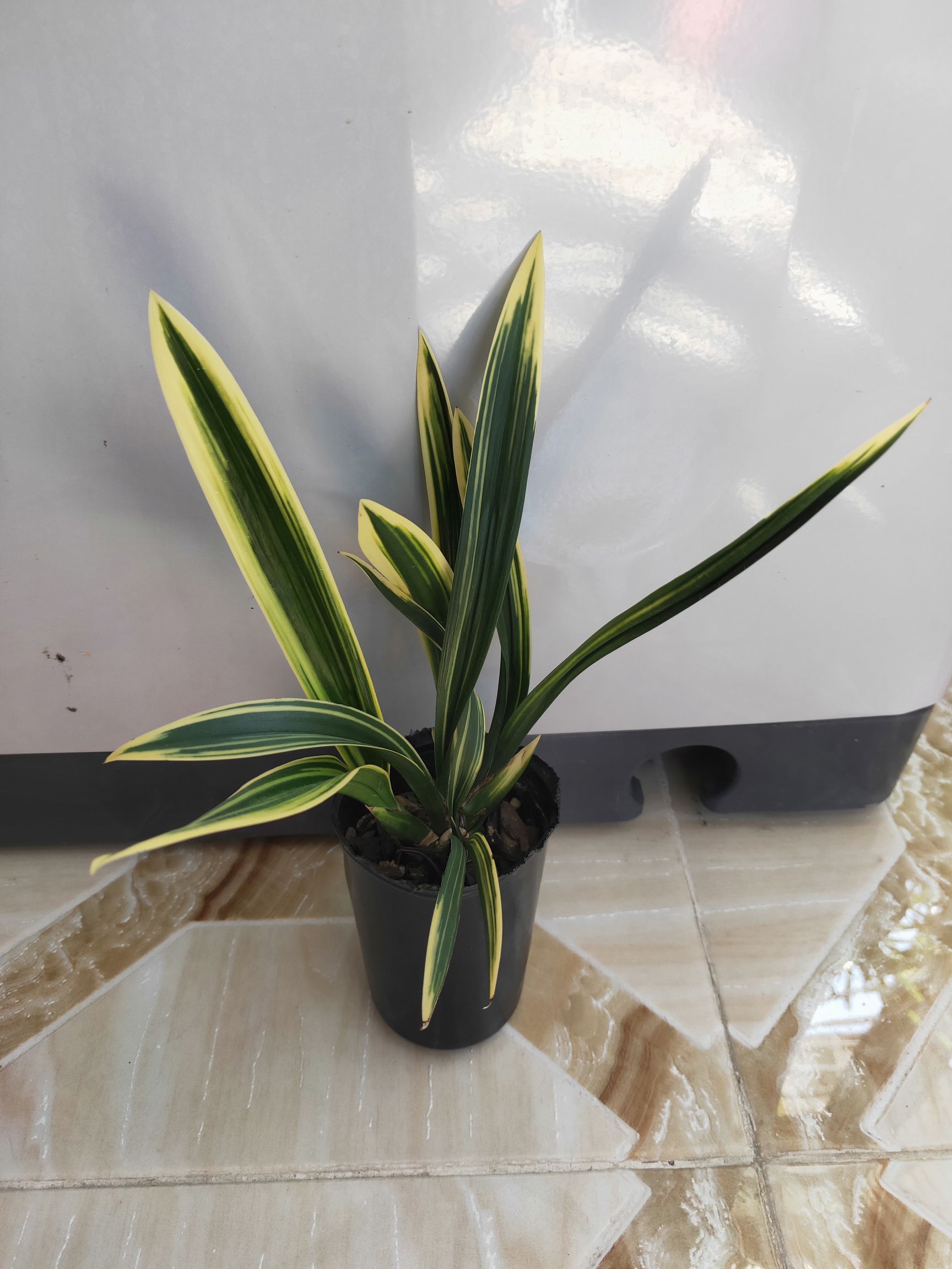 [墨兰批发]兰花 墨兰东方红神荷室内绿植花卉《顺丰》