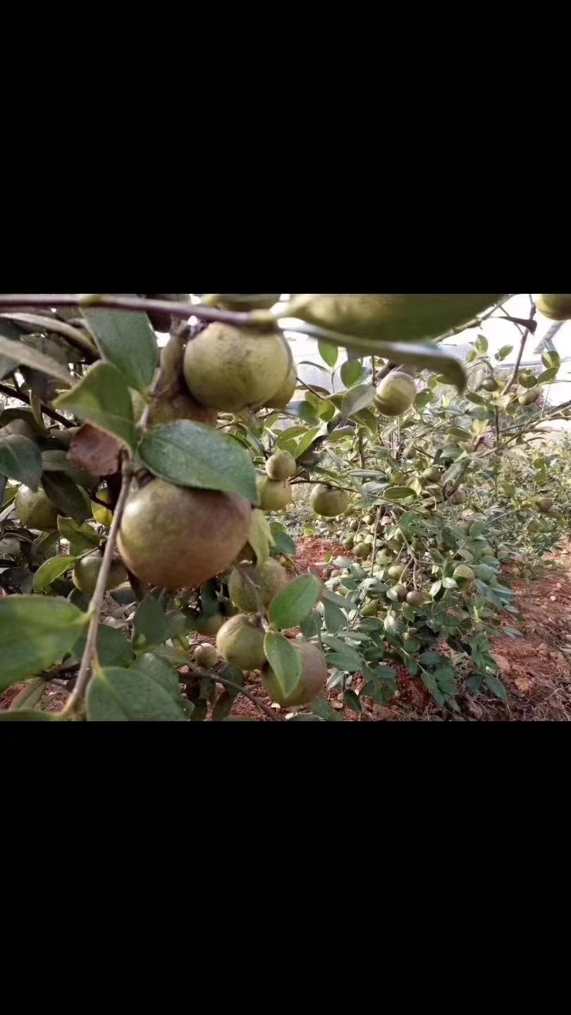 [油茶苗批发]油茶苗 三华油茶—油茶中的超级稻(两年)