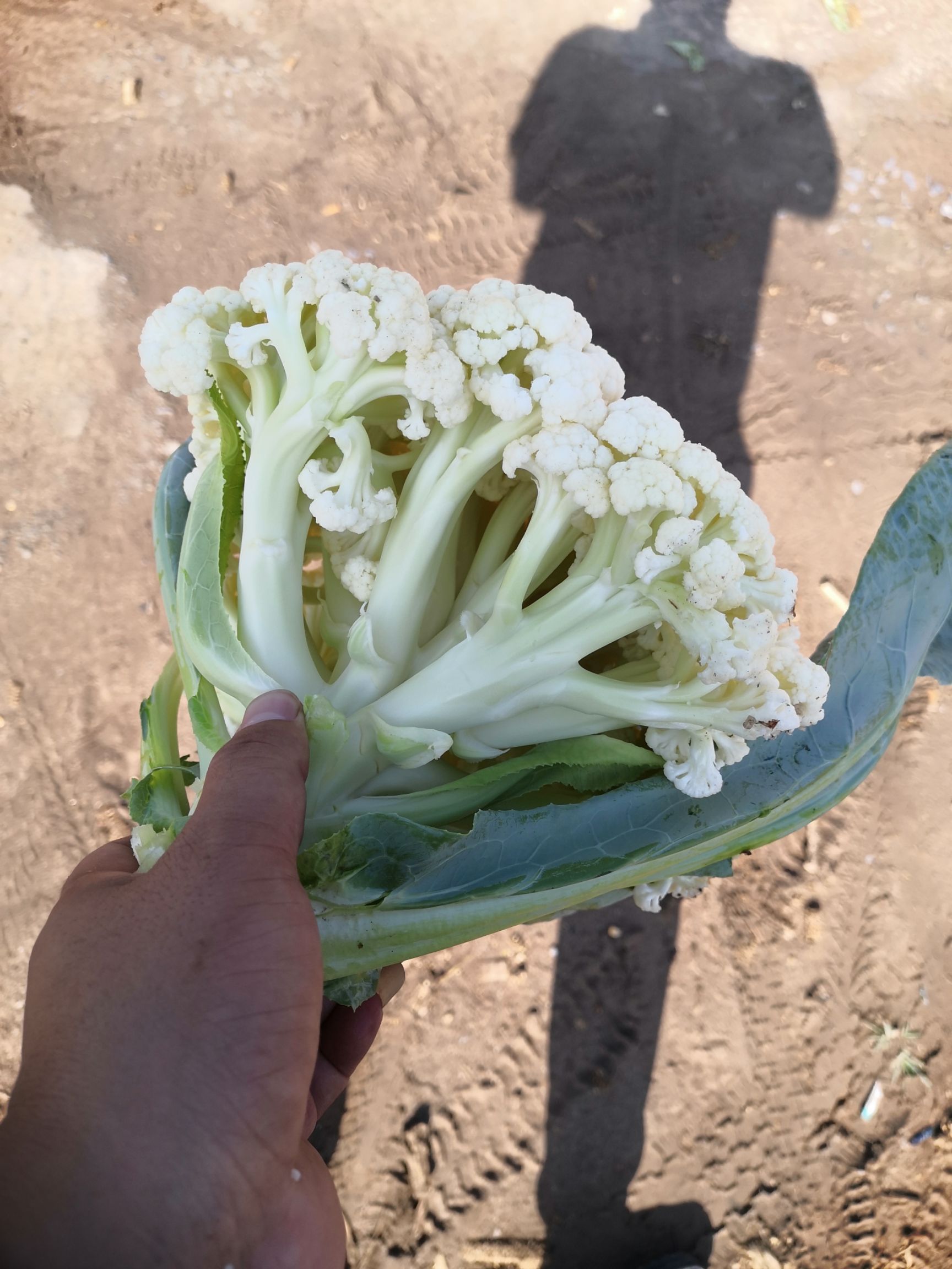 白面青梗松花菜 精品青梗有机花菜