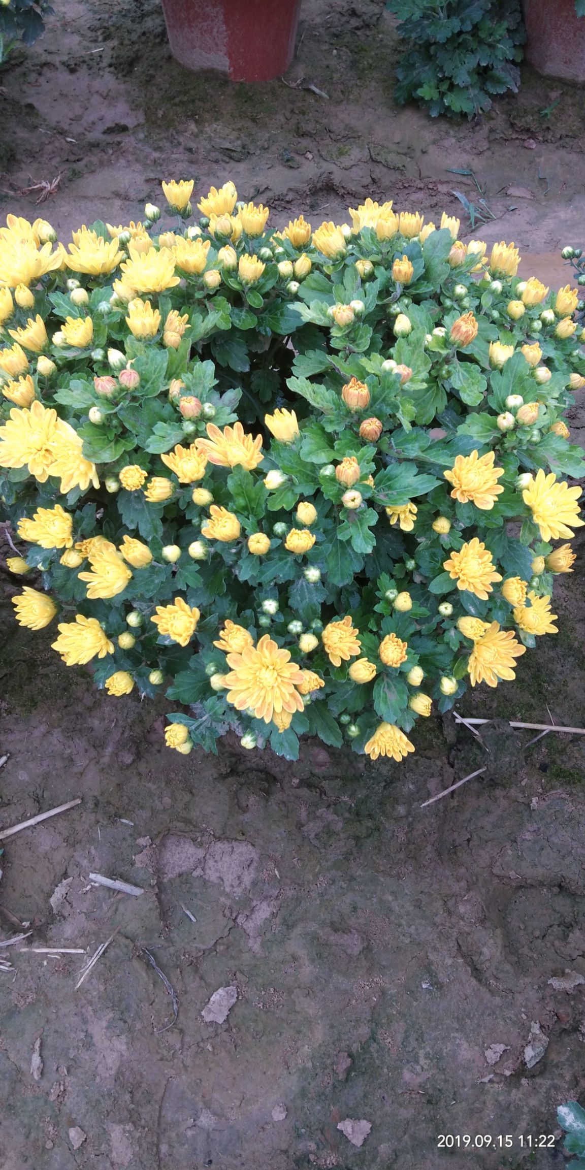 彩菊花苗