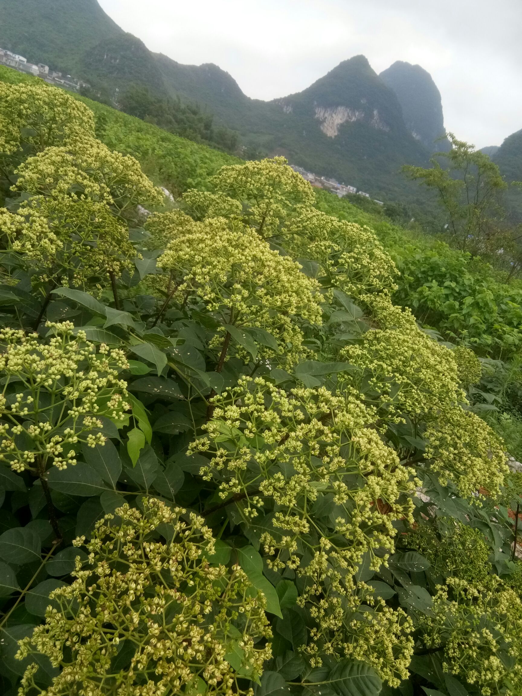 吴茱萸苗 高产中花吴茱萸