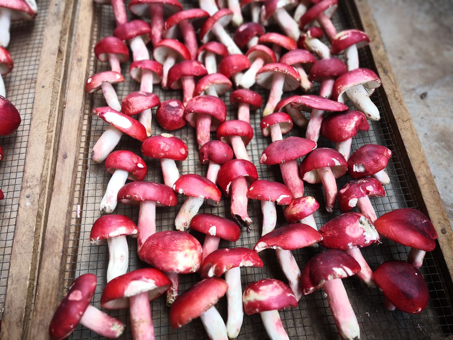 云南*生大红菌菌干(精品标菇)