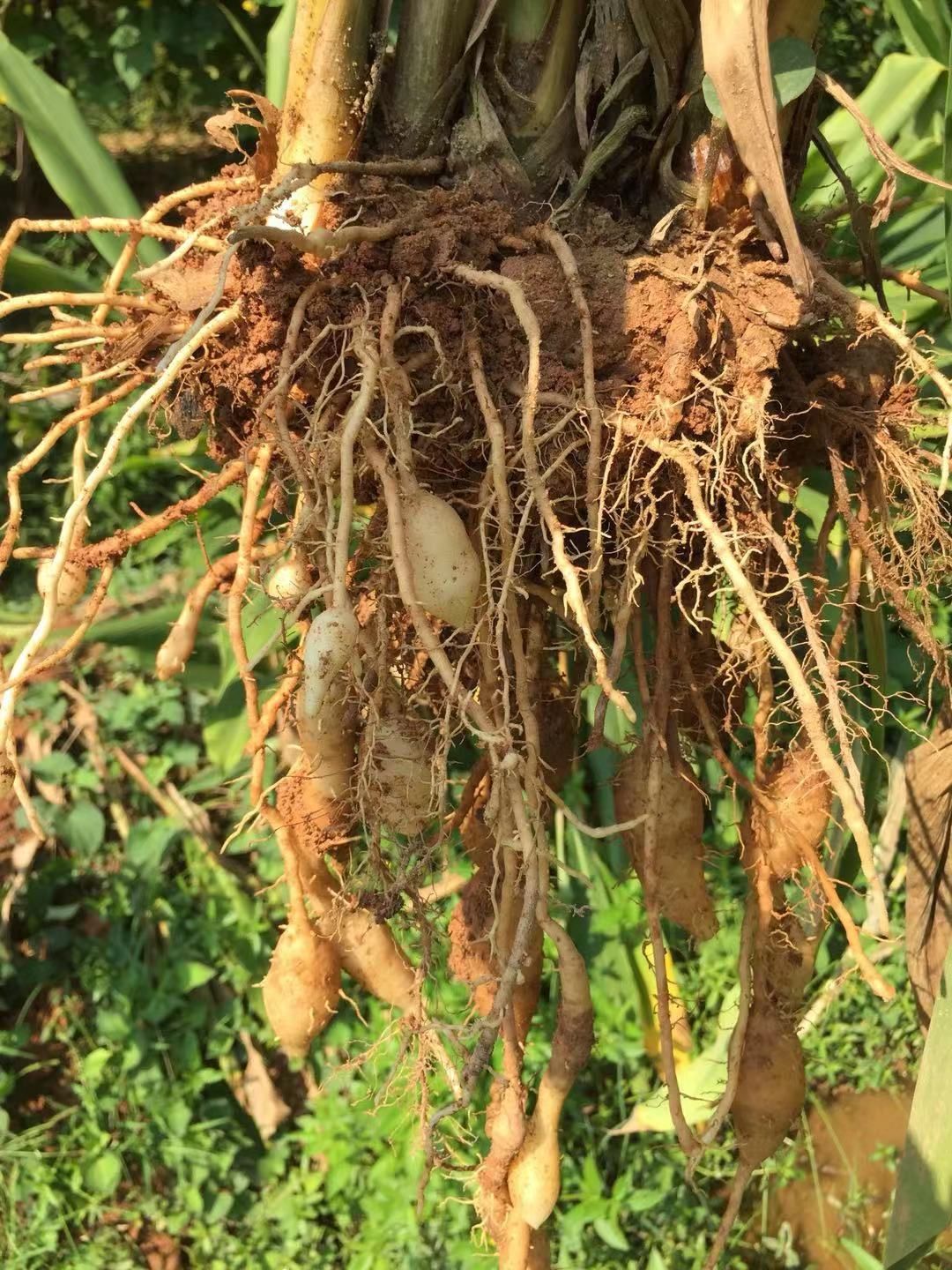 莪术,新鲜,产地直销,质量保证大量货源