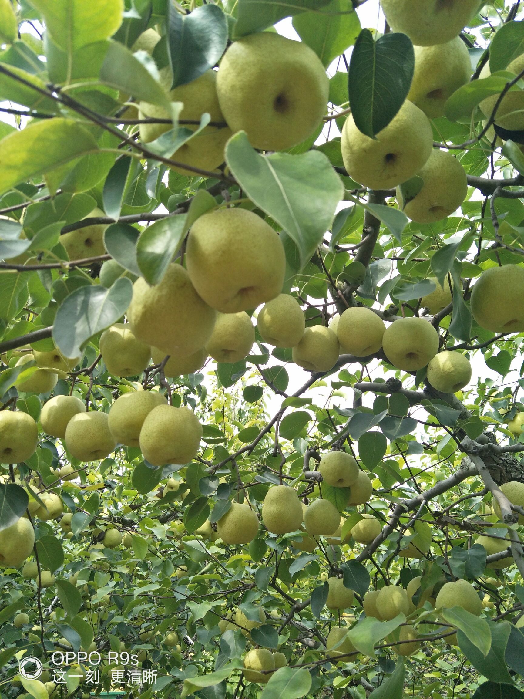 安徽宿州砀山县 砀山酥梨成熟了,已经到了完全成熟期!可甜了