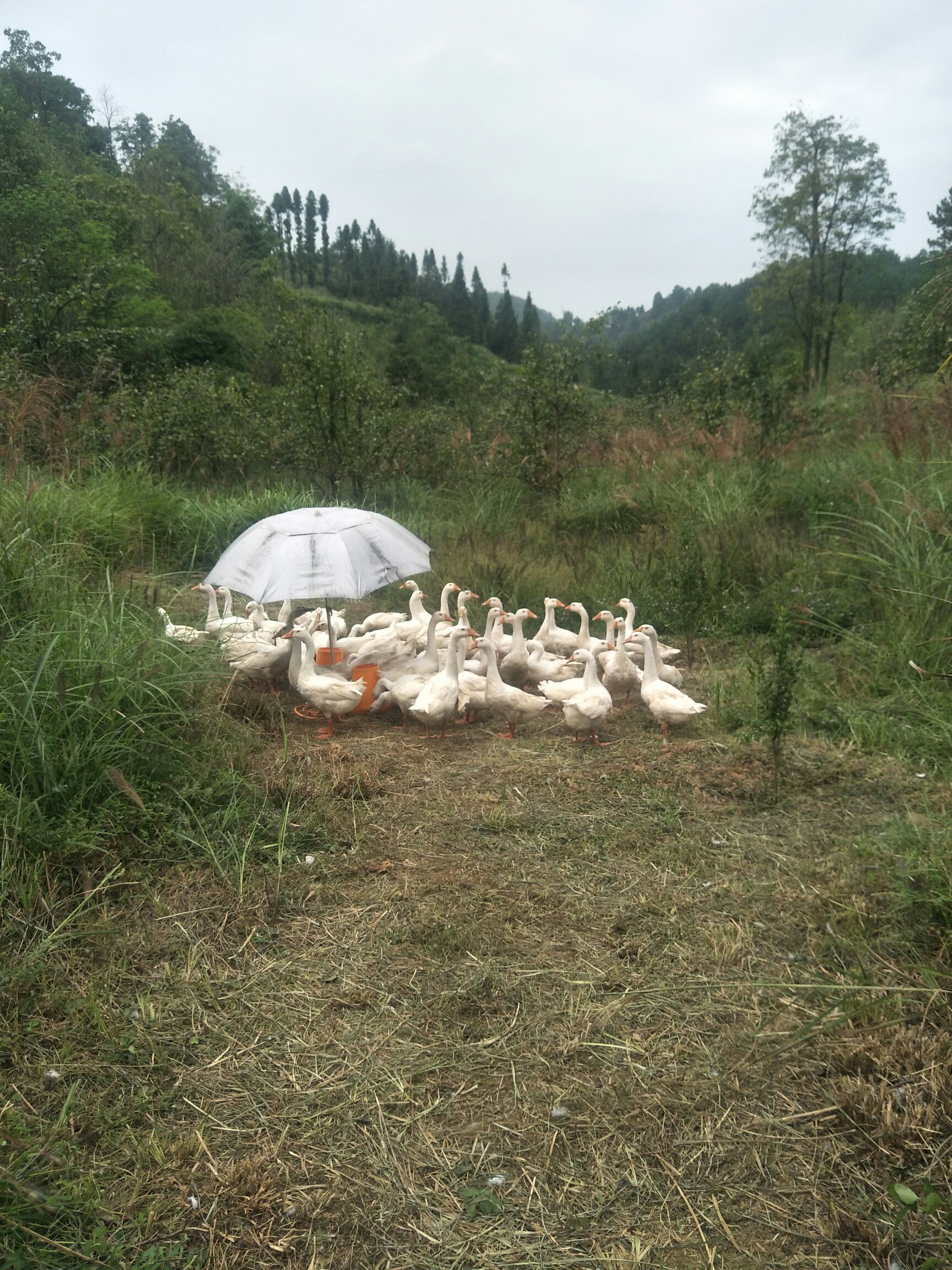 土肥鹅,散养,长期俏售.