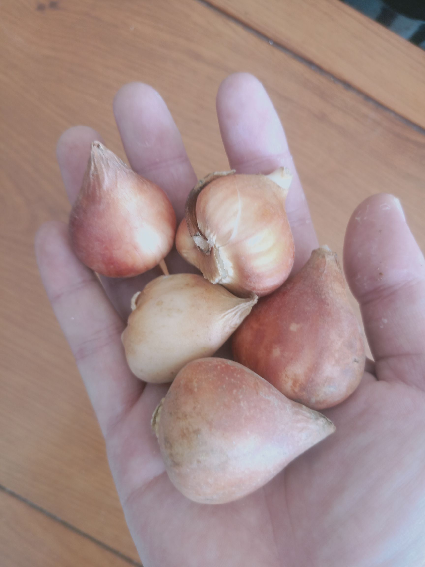 郁金香种球荷兰花卉盆栽庭院景观地栽植物水培土养郁金香种子 1.