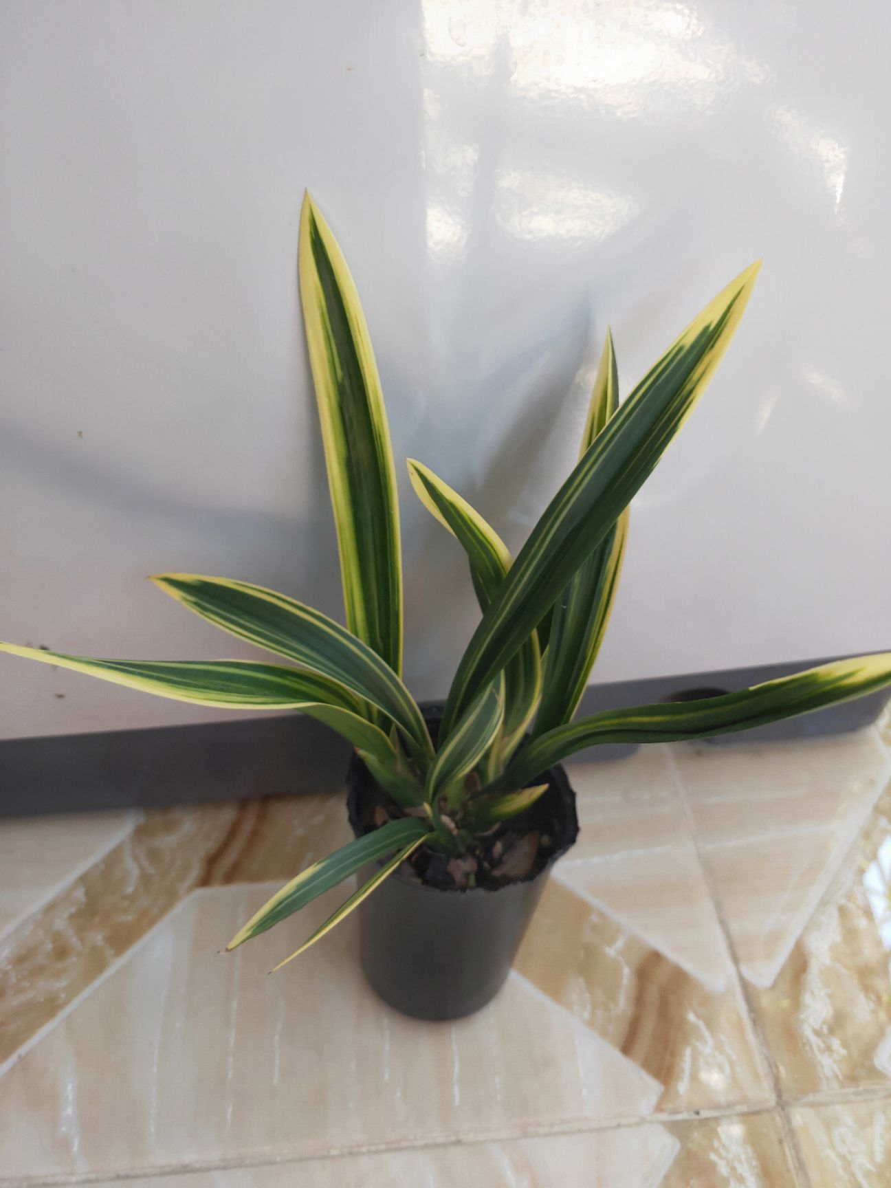 [墨兰批发]兰花 墨兰东方红神荷室内绿植花卉《顺丰》