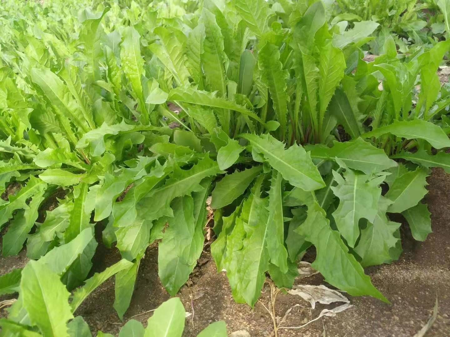 蒲公英叶 现卖现割蒲公英,希望各路大神前来购买1