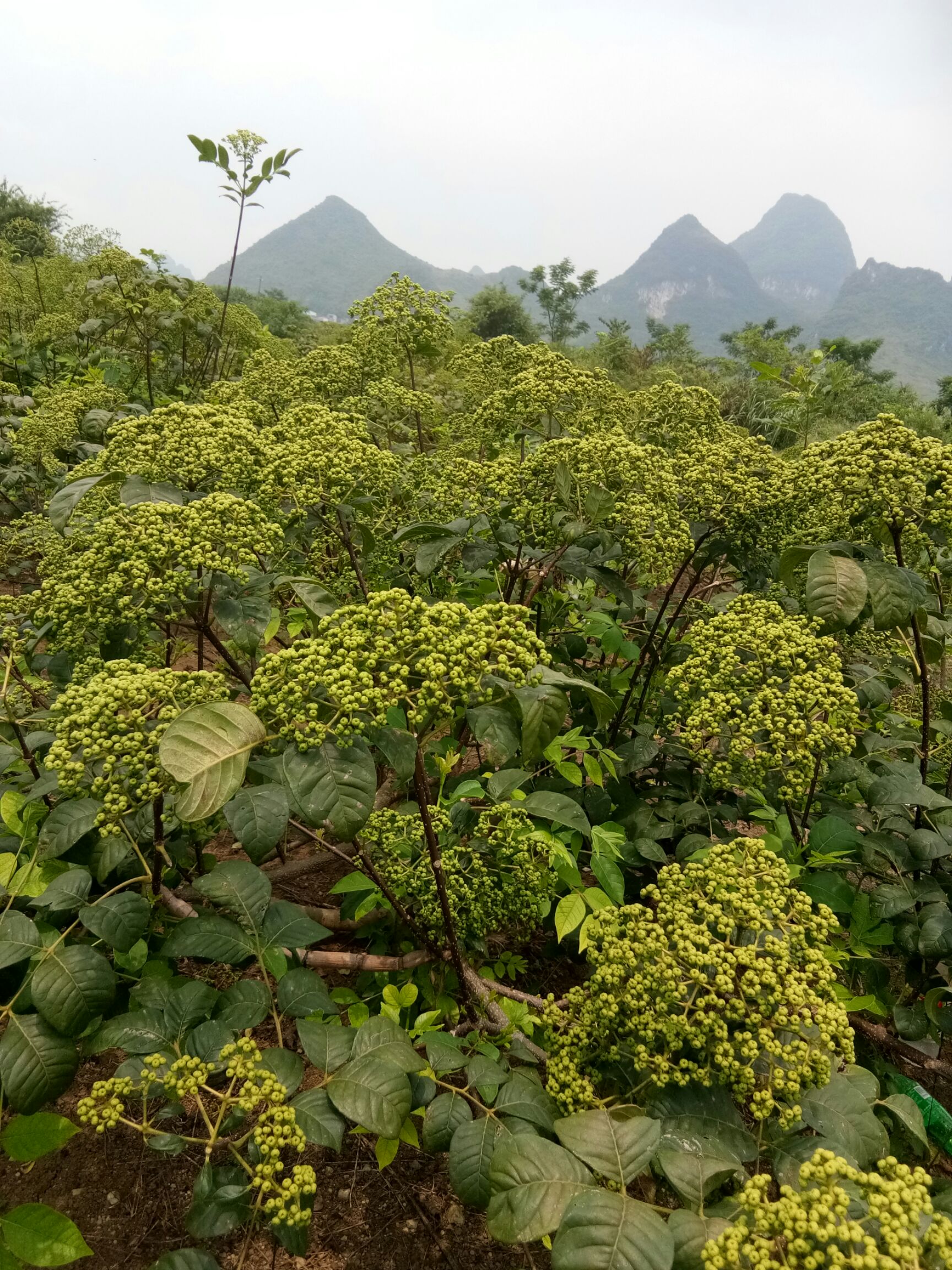 吴茱萸苗 高产中花吴茱萸