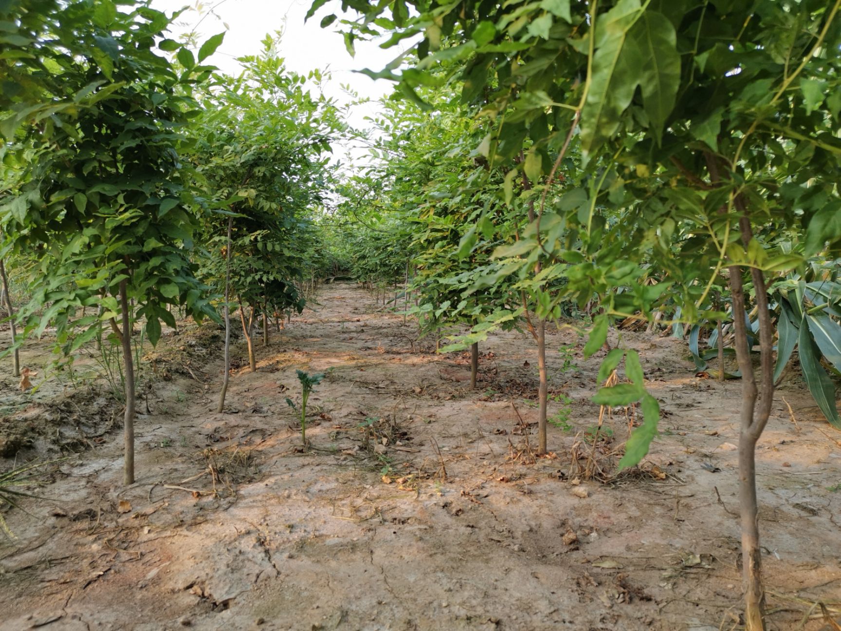 重瓣紫藤 紫藤树苗爬藤树苗庭院栽植南北方地栽