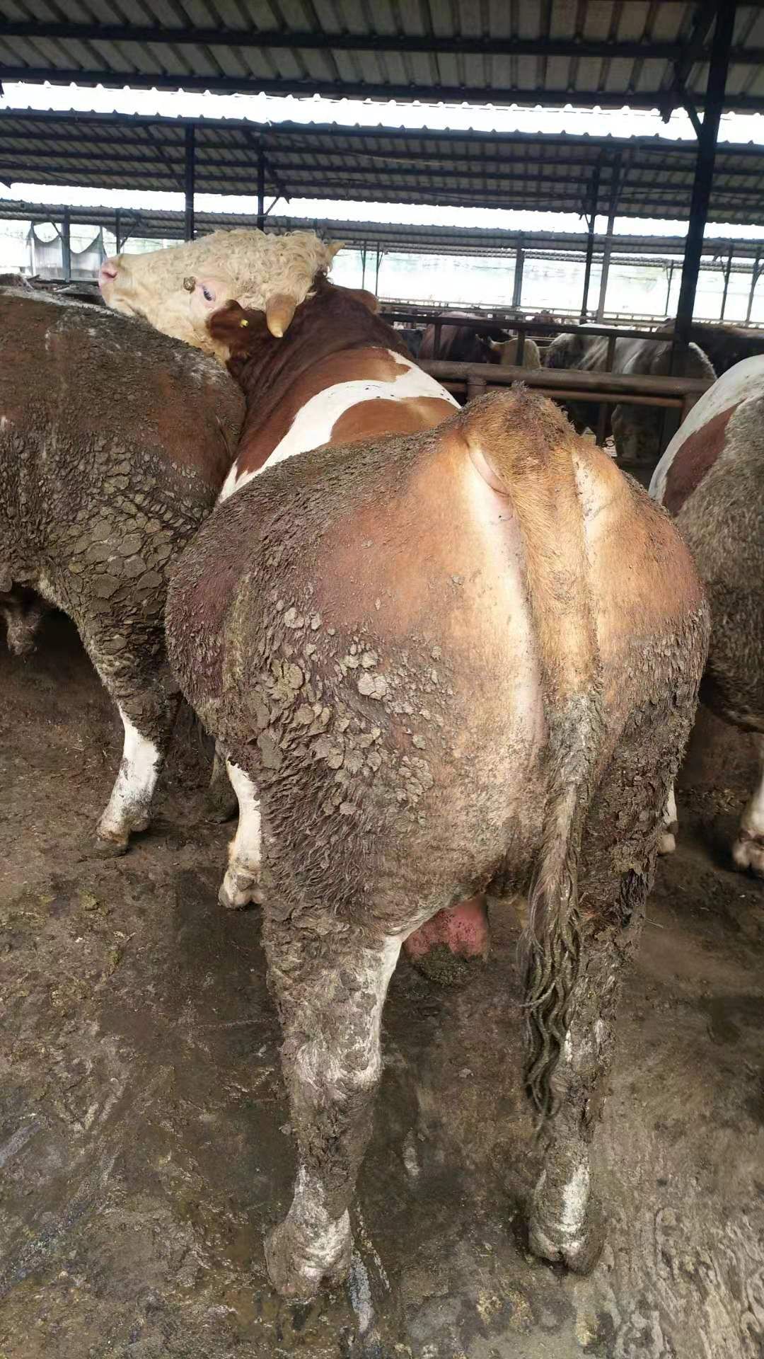 西门塔尔,鲁西黄牛,夏洛来,利木赞,改良肉牛