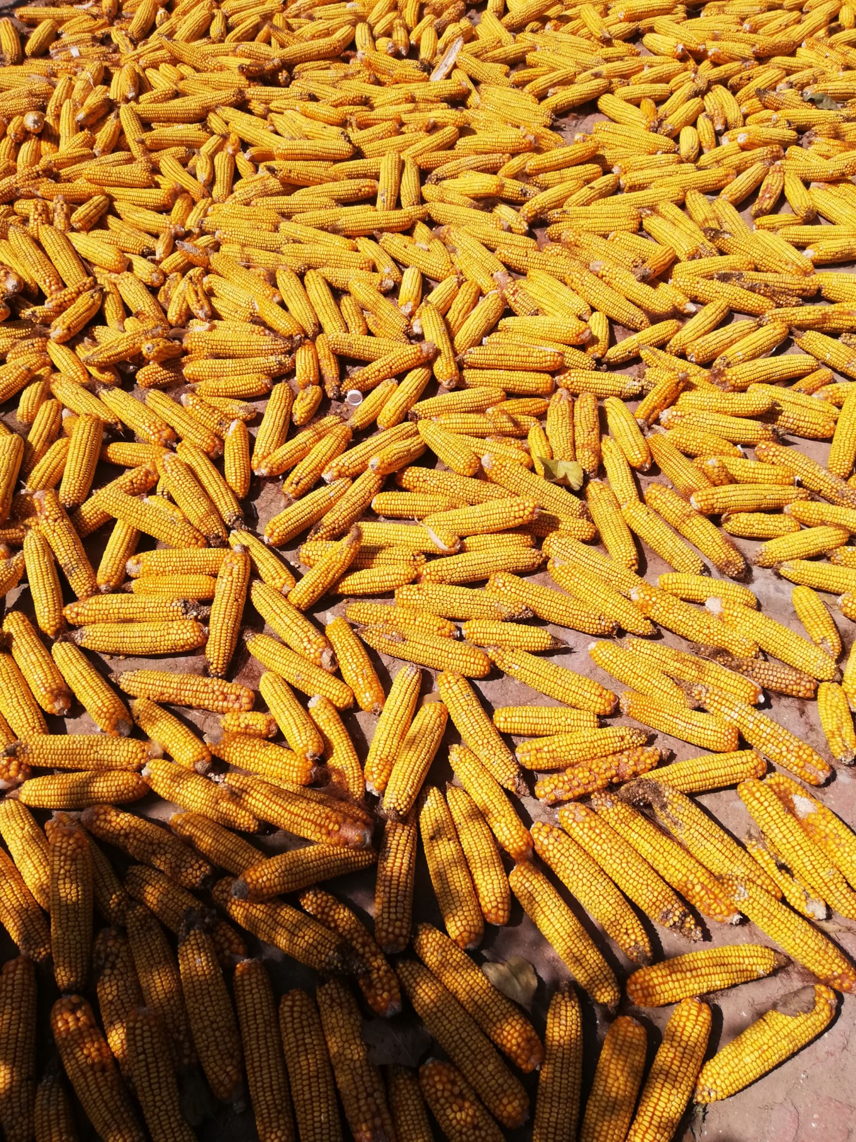 先玉335玉米 大量供应