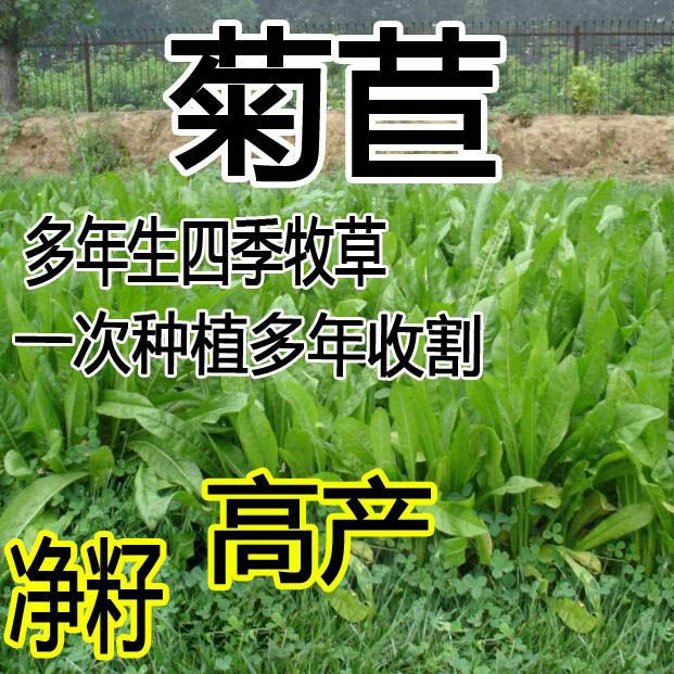 菊苣种子 牧草种子 猪羊牛兔鸡鸭多年生南方高产四季北方草籽