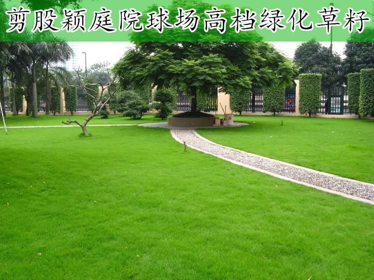 草坪种子四季青护坡草籽果岭草狗牙根黑麦草耐践踏庭院绿化草种