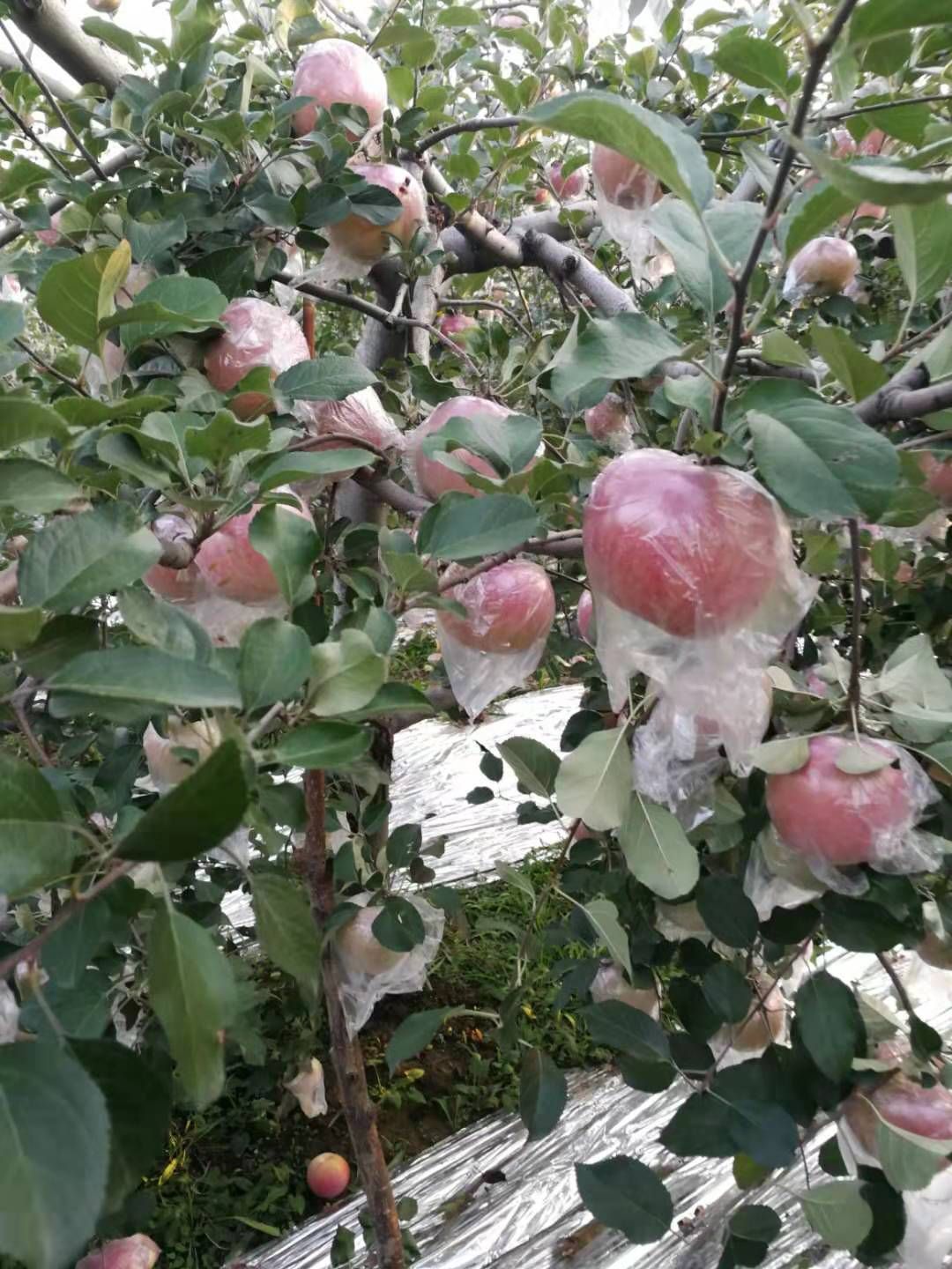 品种名:早捷苹果 品种名:早捷苹果 果径:65mm以上 颜色:统货